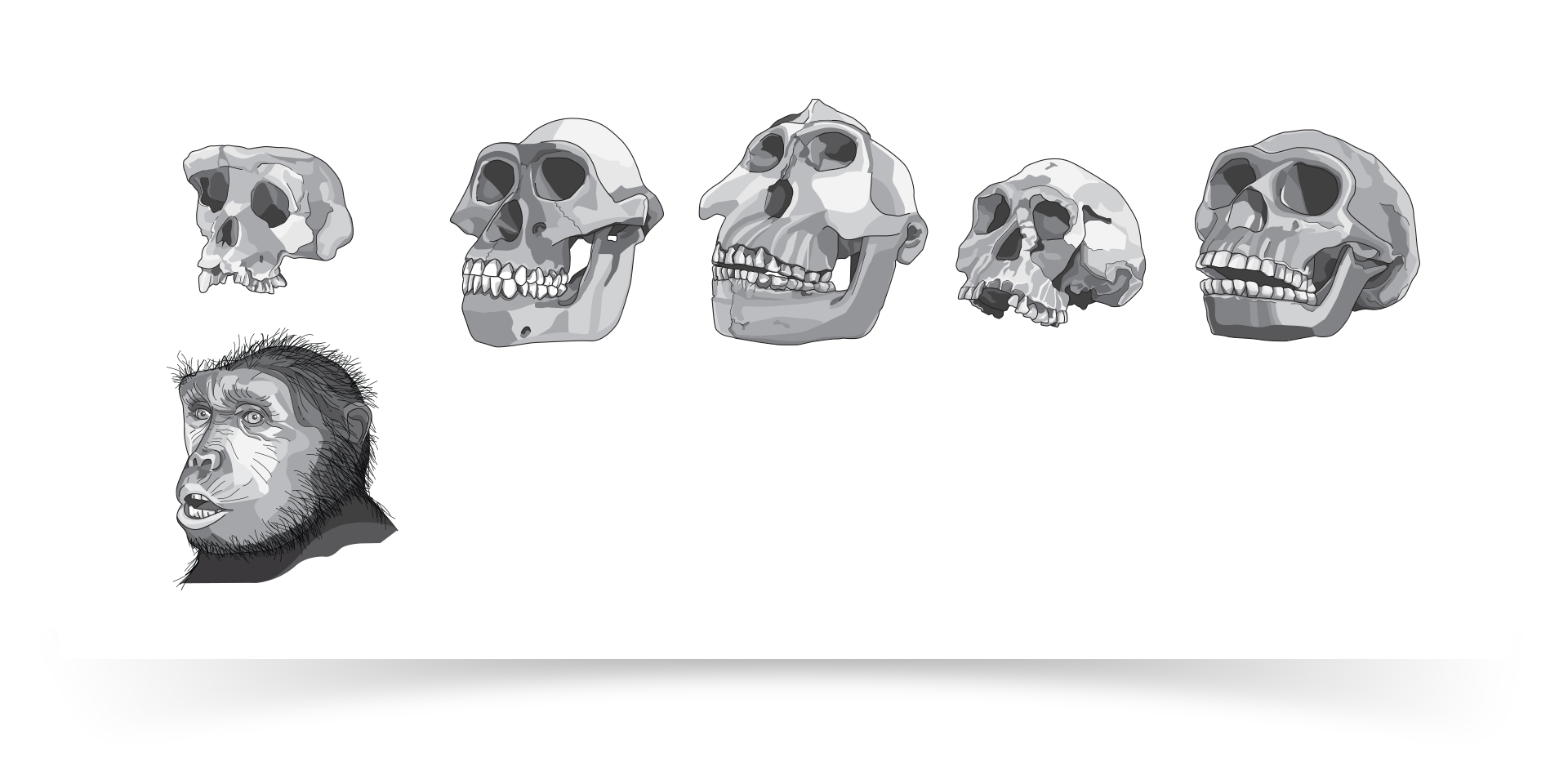 skull-02.png