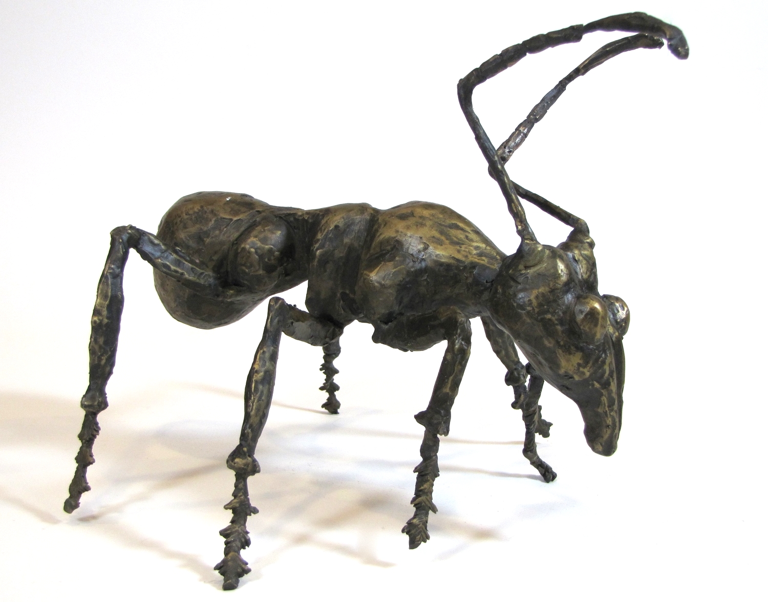 Ant Side View