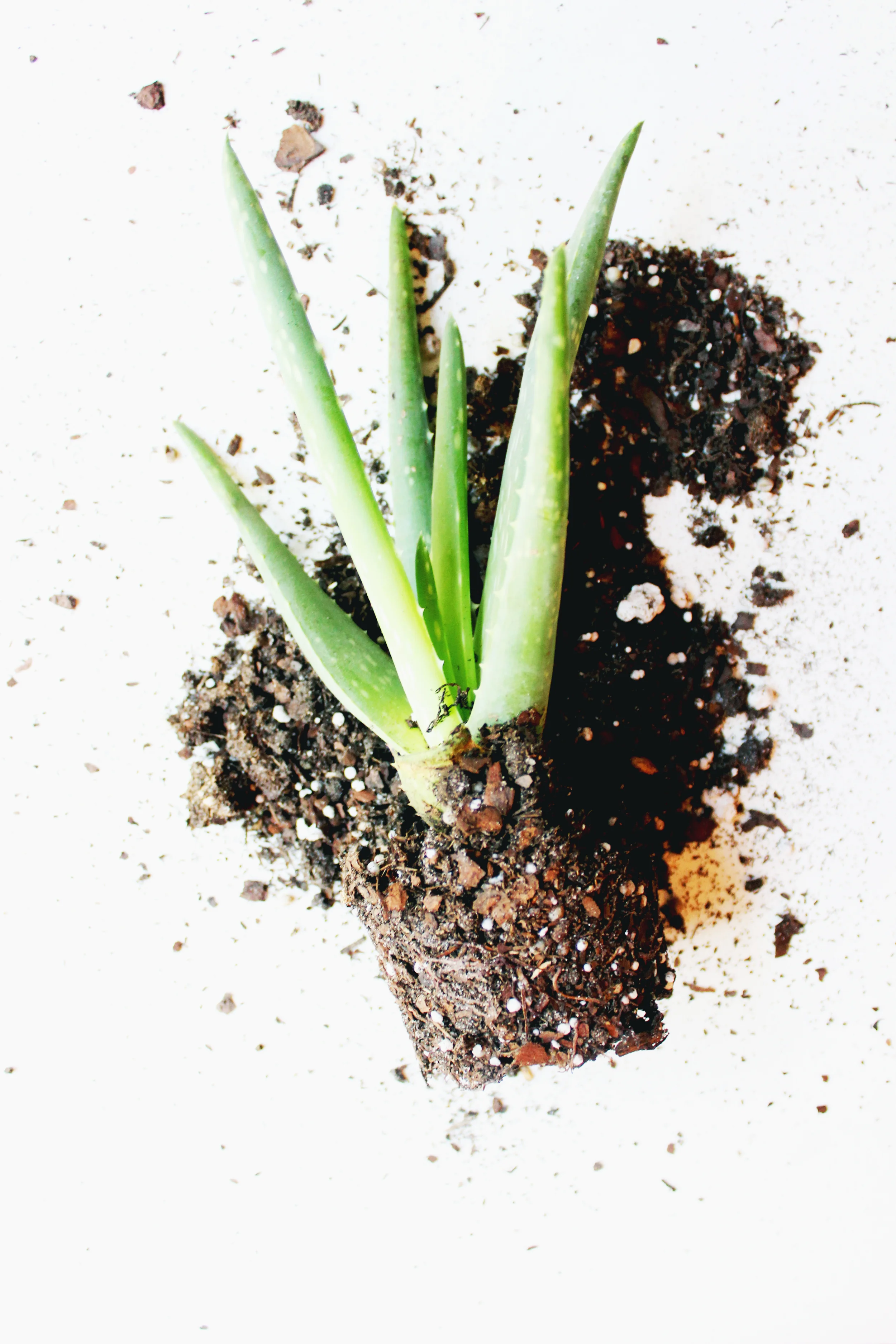 aloevera3.jpg