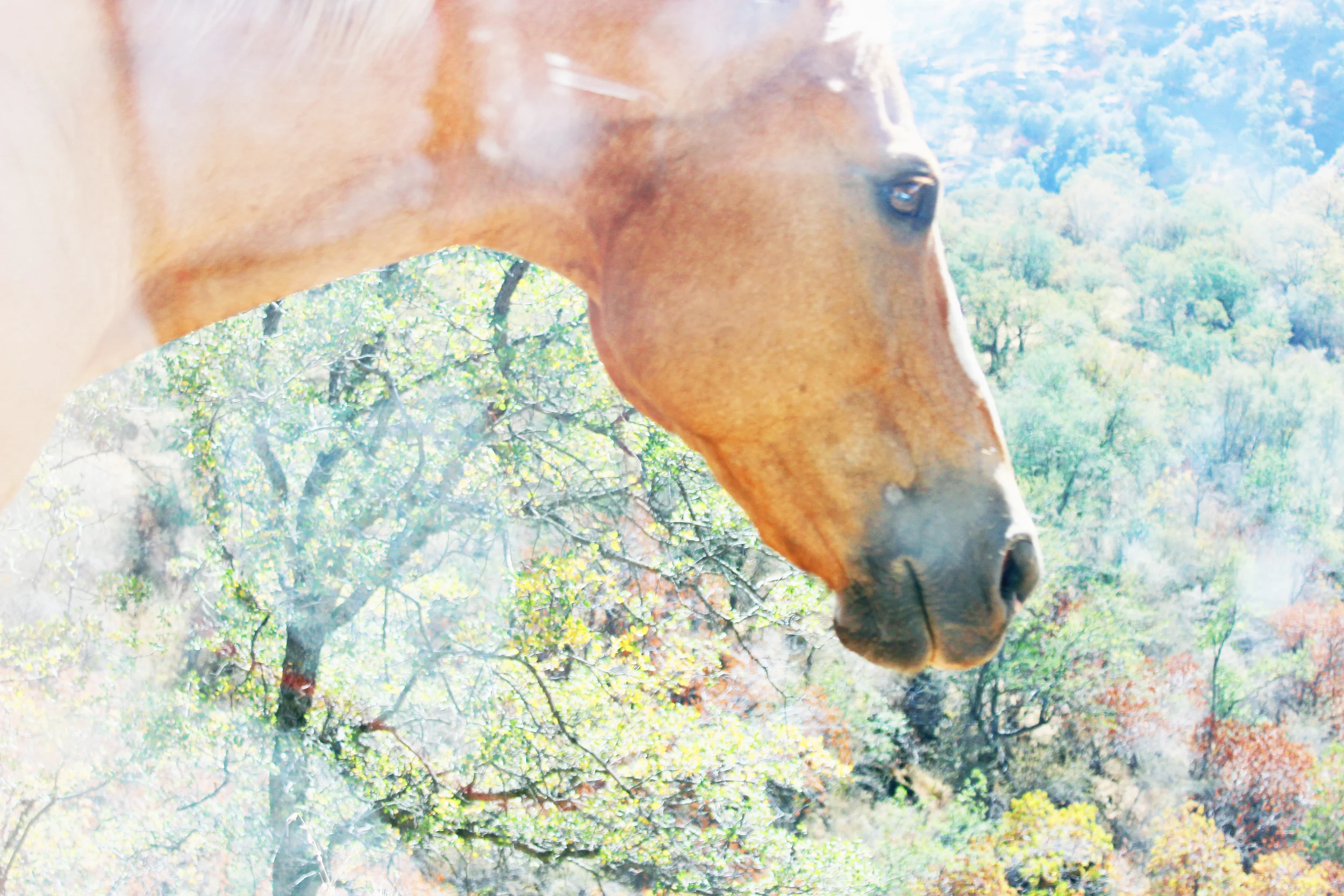 Wild Horse.jpg