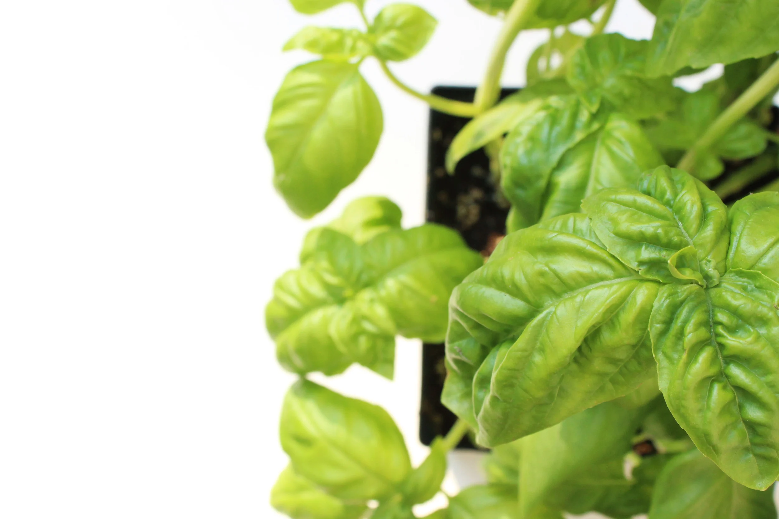 basil3.jpg