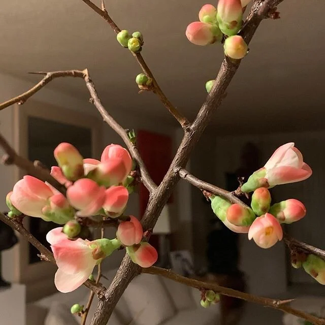 Chinese New Year gifted me with these beautiful quince blossoms. Buds first the as the days come the blossoms begin to bloom. 
I was taught to believe that as the buds open the new year will be full of good luck, good fortune and family joy.
Hung Hay