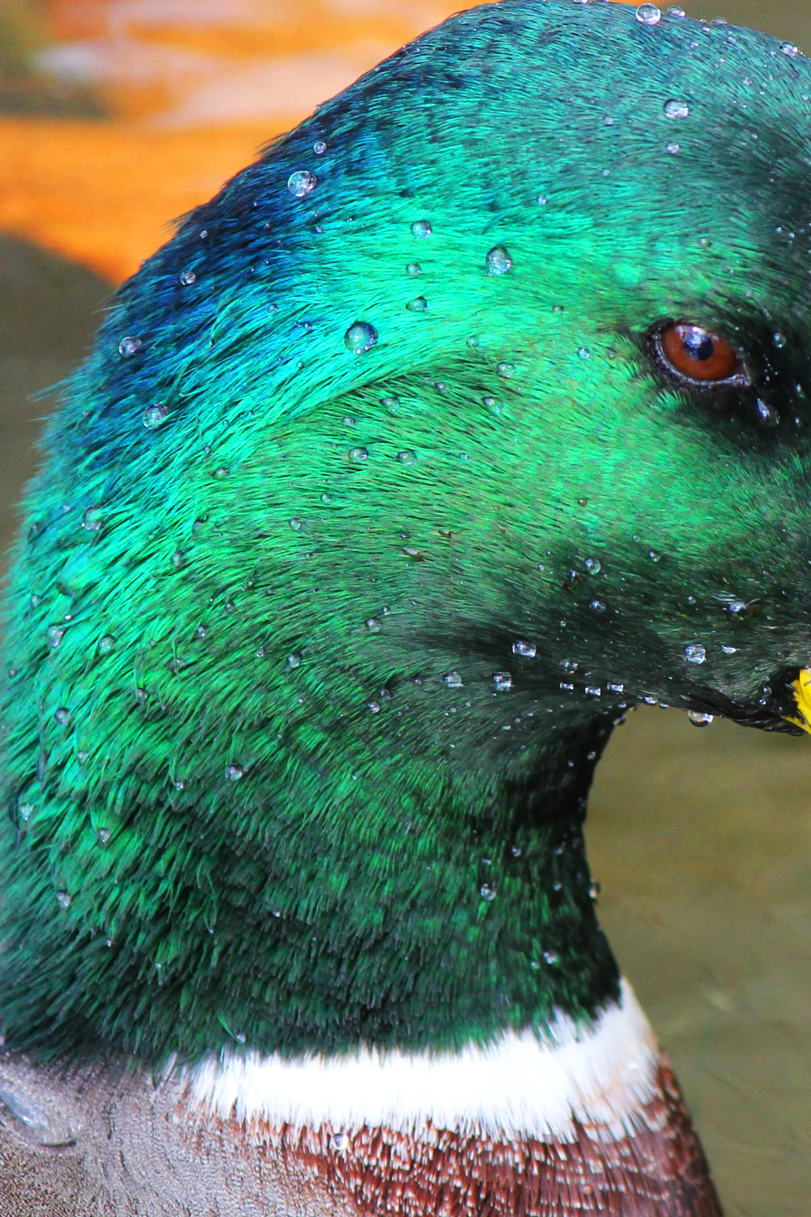 Taken with a Canon Rebel T2i and edited in Photoshop CS5. ISO 400, f/5.6, 1/320, direct sunlight.