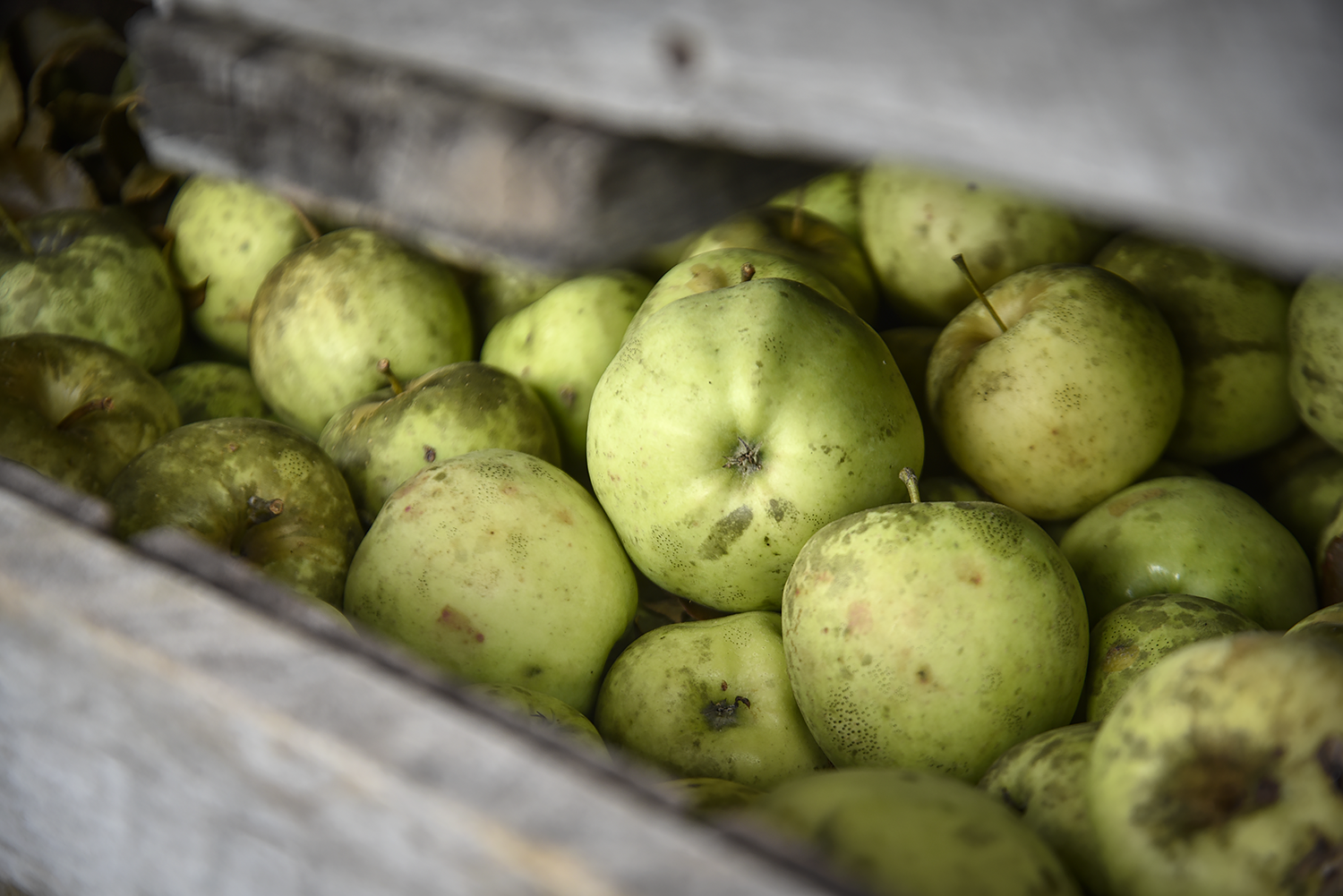 EL_Carr's_Cider_2015_030.png