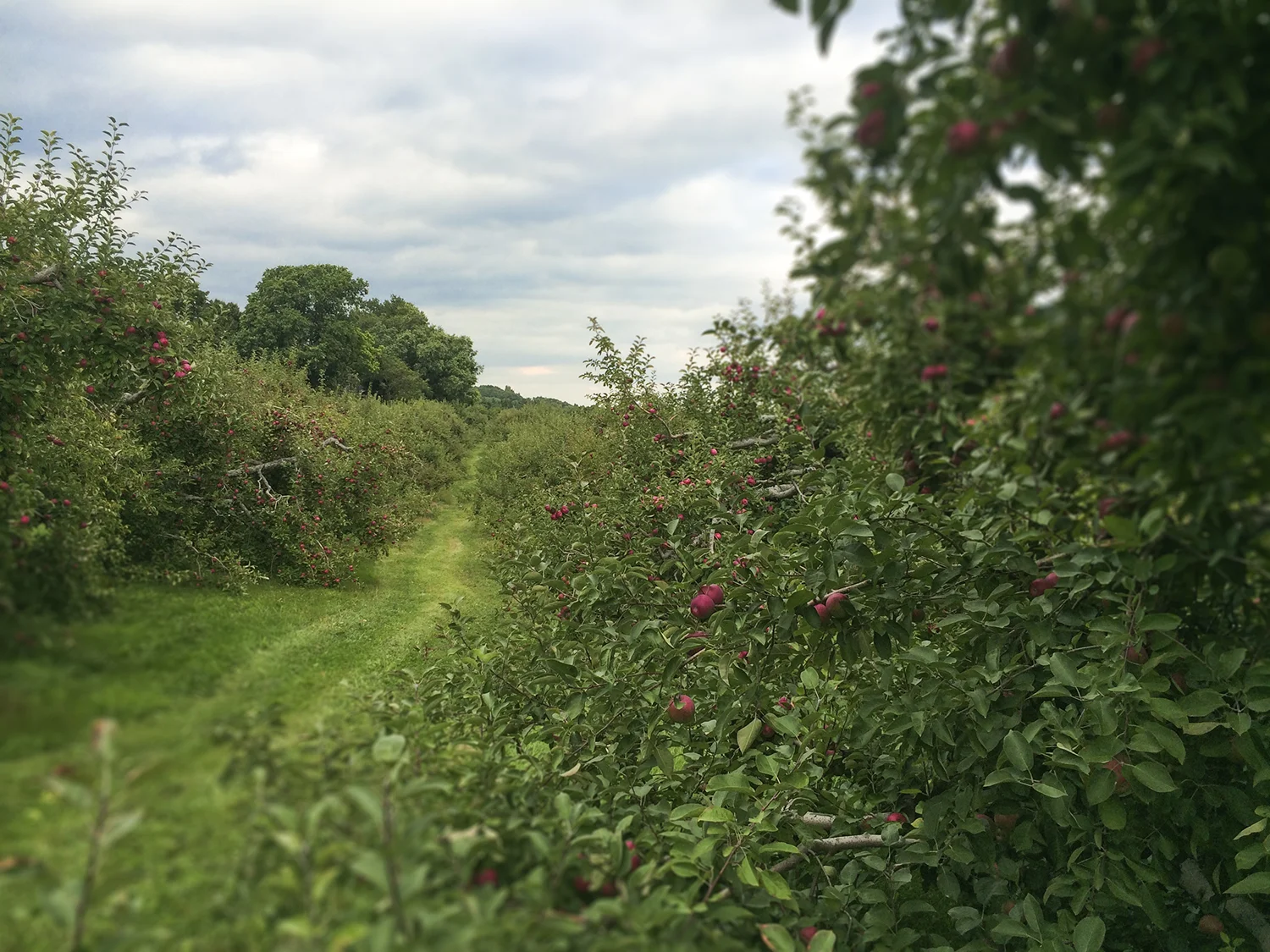 EL_HoneyPot_Hill_2015_004 copy.jpg