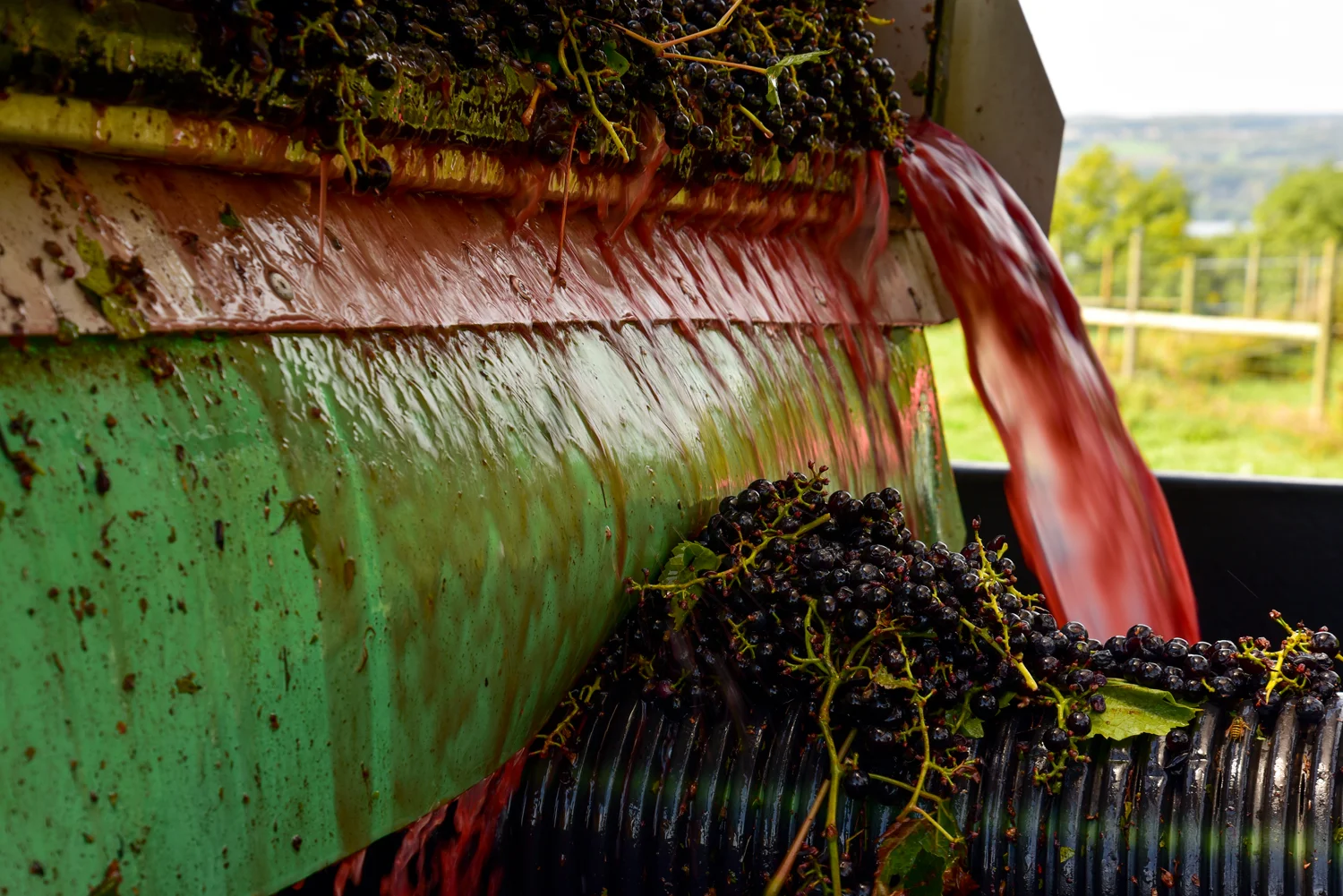 Client: Bright Leaf Vineyard