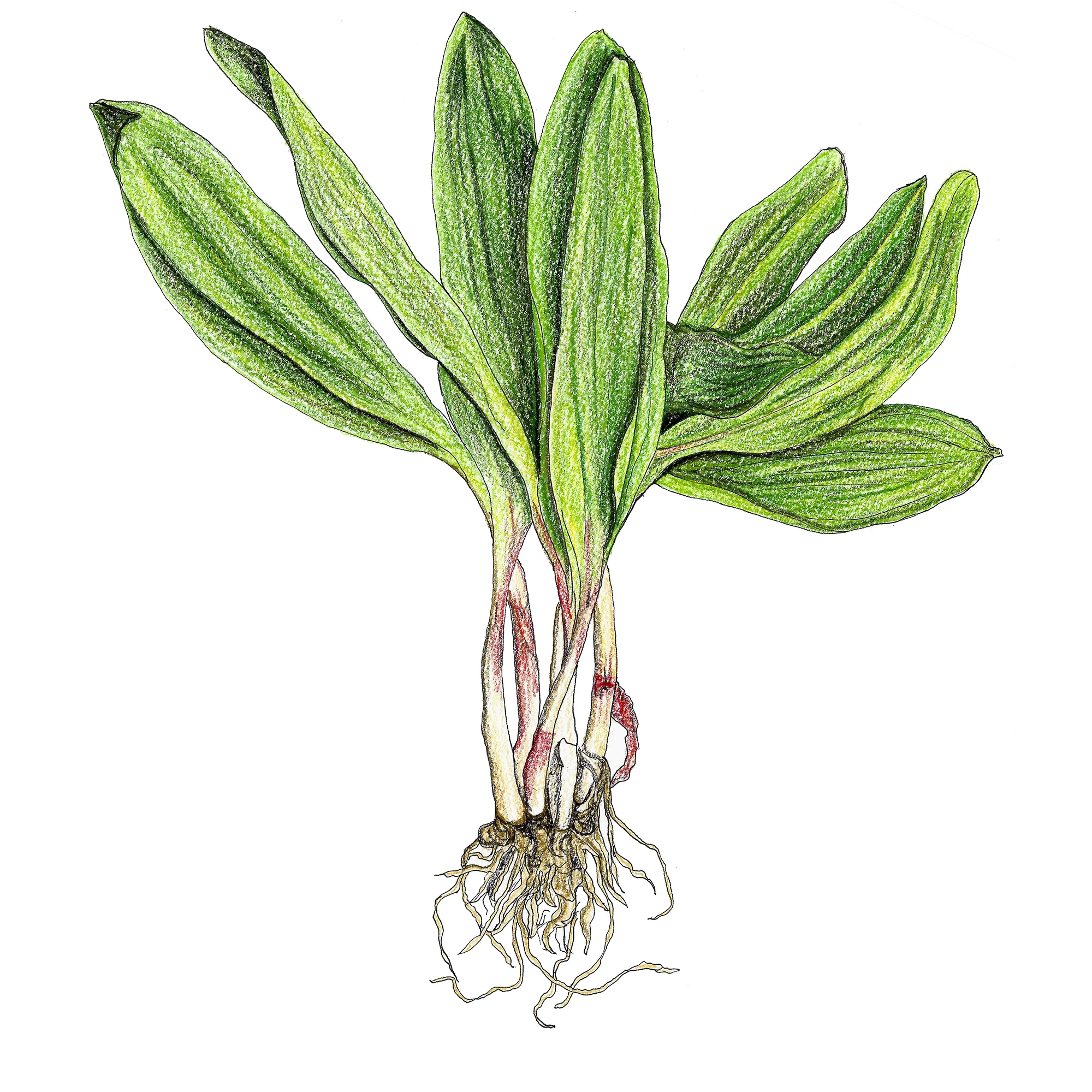 Ramps.jpg