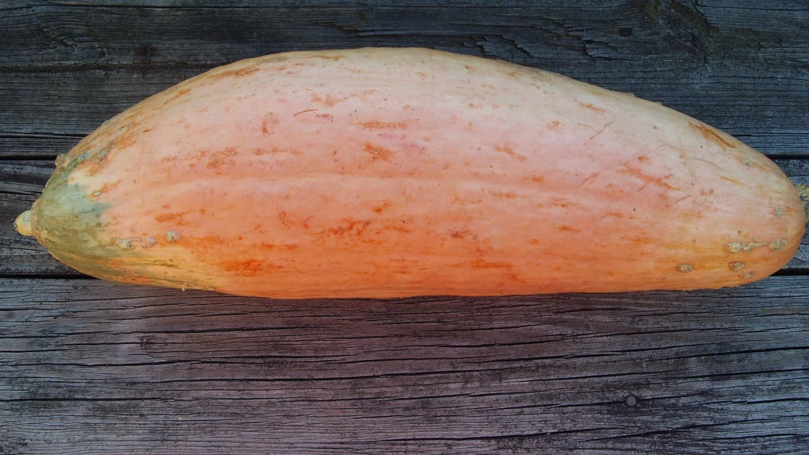 Georgia Candy Roaster.JPG