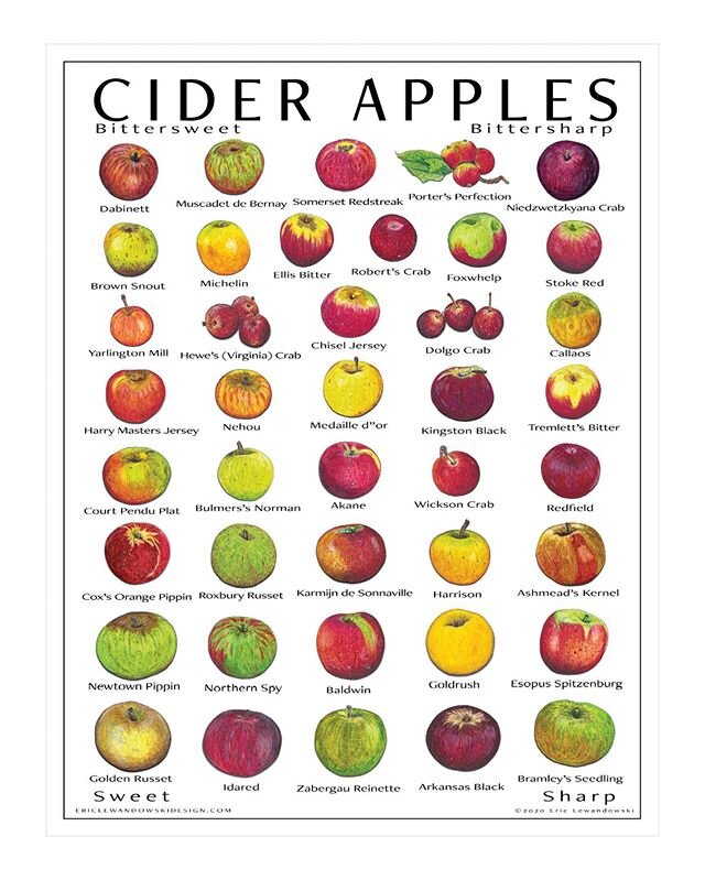 Out with the old and in with the new for 2020!

It&rsquo;s been 5 years since I designed the Cider Apple Poster and Heirloom Apple Poster set and during these five years I&rsquo;ve illustrated a ton more apple varieties and honed my style along with 