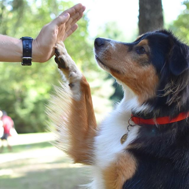 👋🏻crush the day, and enjoy the weekend!
.
.
.
#tgif #dogsofinstagram #highfive #dogsofinsta #englishshepherd #camping #pnw #pnwonderdogs #oregondogs #dogsoforegon