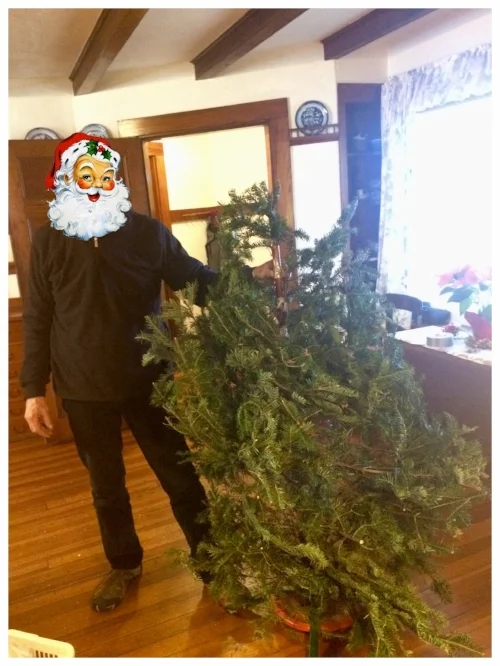 treeish.jpg