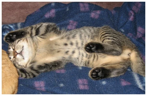 napcat.jpg