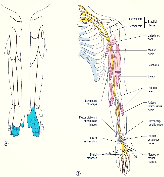 Image courtesy of http://body-disease.com/wp-content/uploads/2013/01/A-The-cutaneous-distribution-and-B-course-of-the-median-nerve.jpg