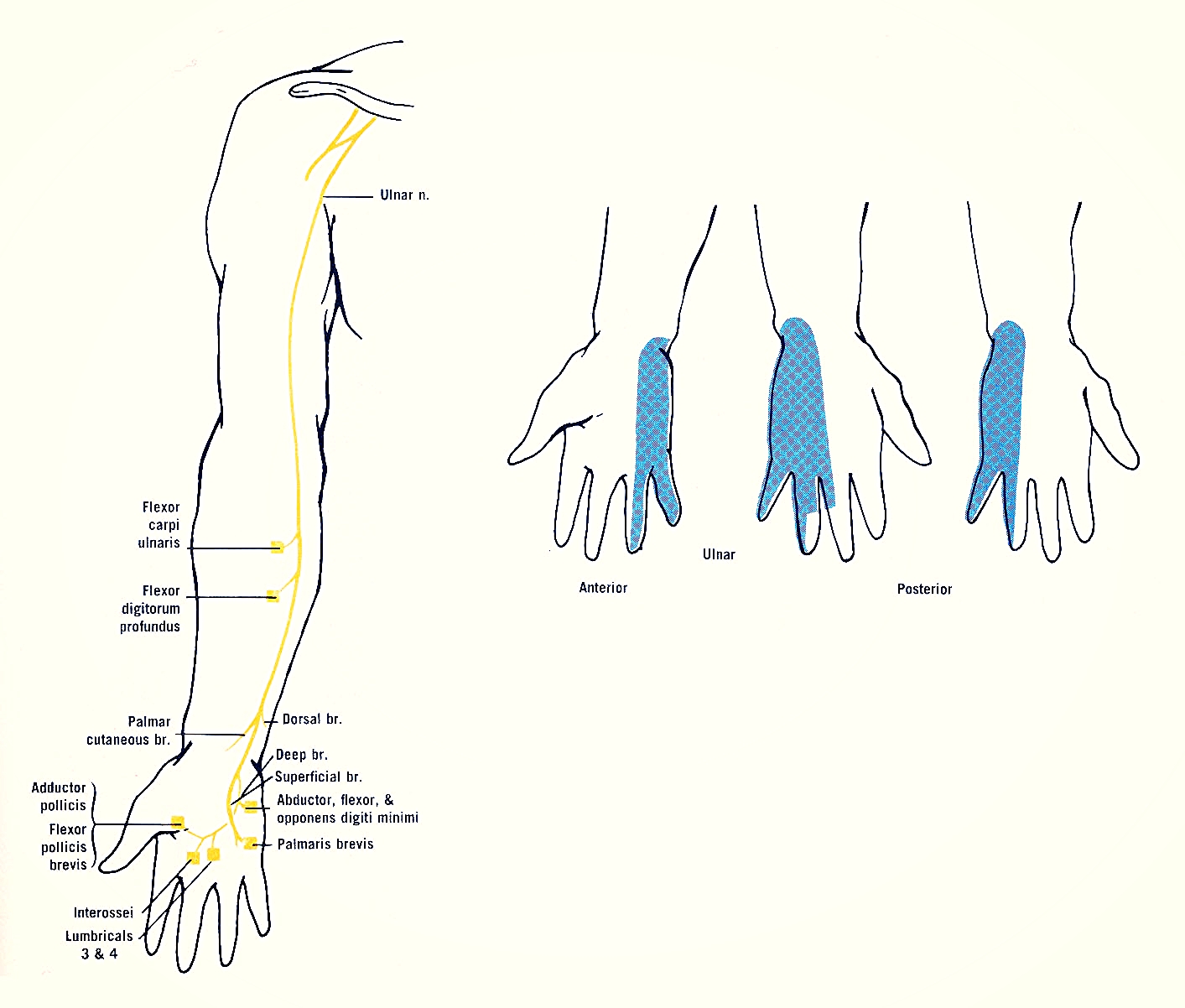 Image courtesy of https://www.dartmouth.edu/~humananatomy/figures/chapter_8/8-12_files/IMAGE001.JPG