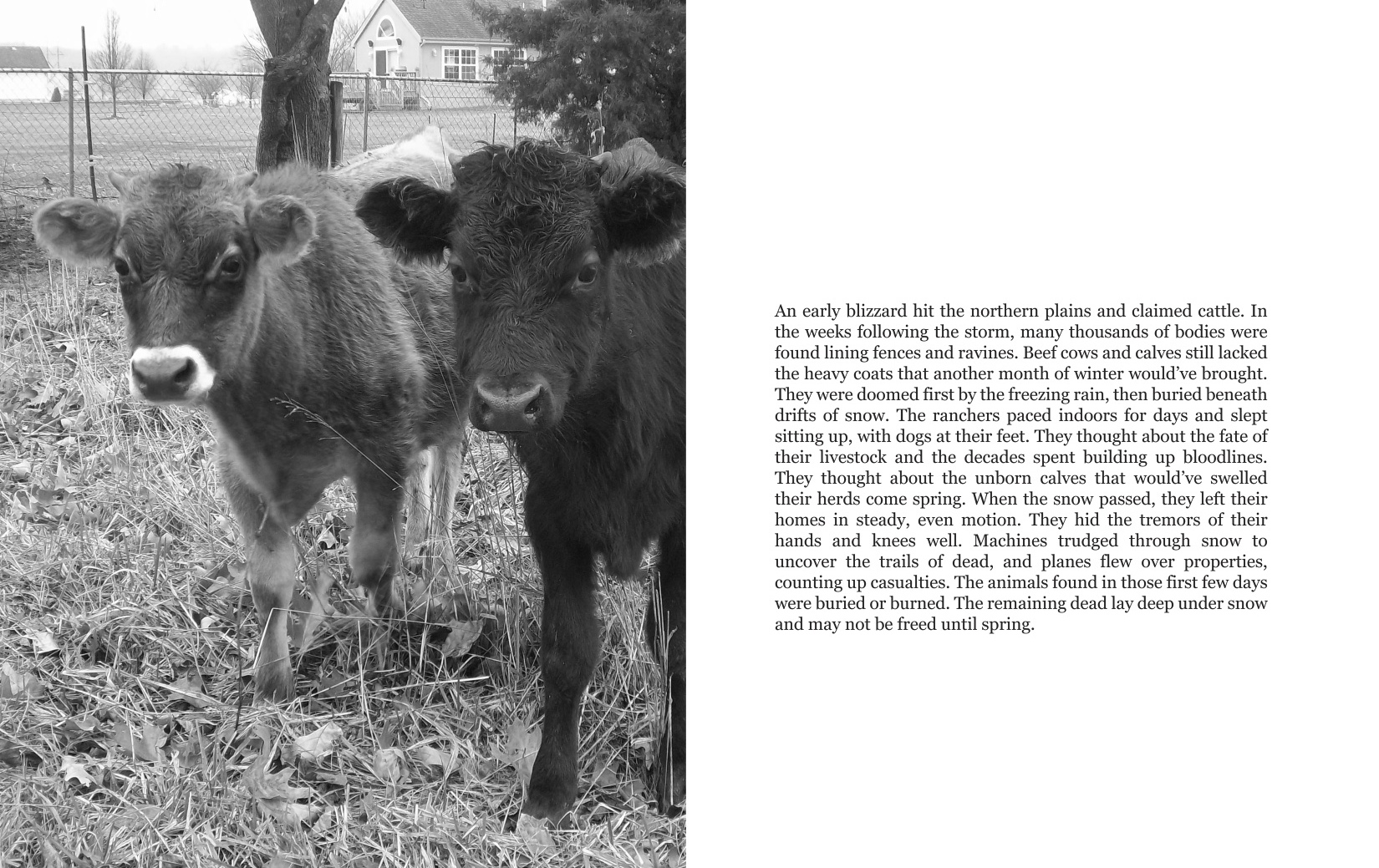 cattle