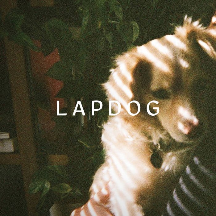 lapdog.jpeg
