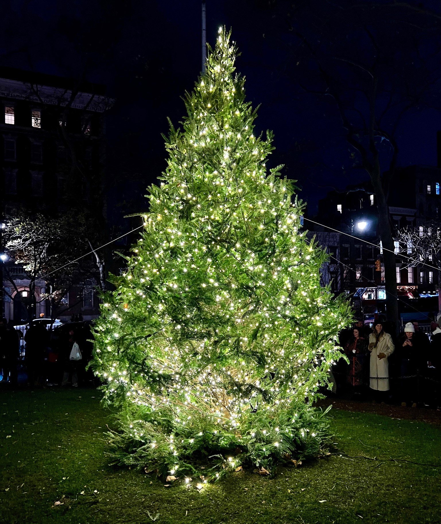 2024Tree-DeLeon.jpeg