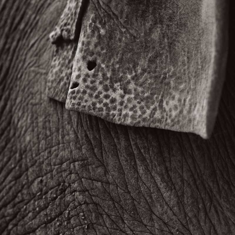 Hope Elephants #2