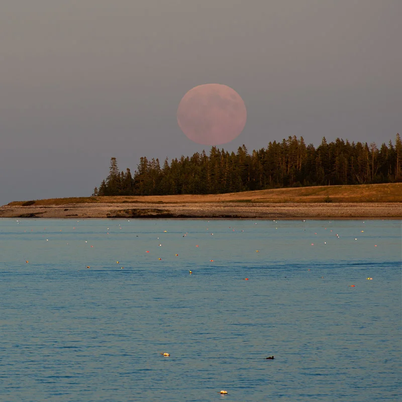 "Long Grass Moon"