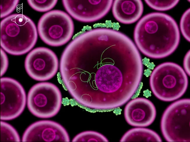 Björk Gudmunsdóttir and Scott Snibbe. “Virus,” Biophilia (2011), screenshot. Photo: via the Creator’s Project.