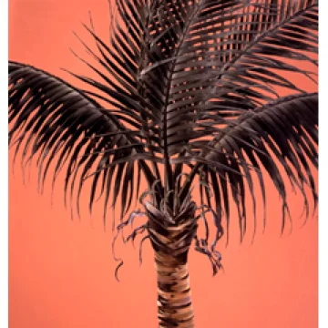 Robert Charles Dunahay. Hollywood. Oil on canvas.