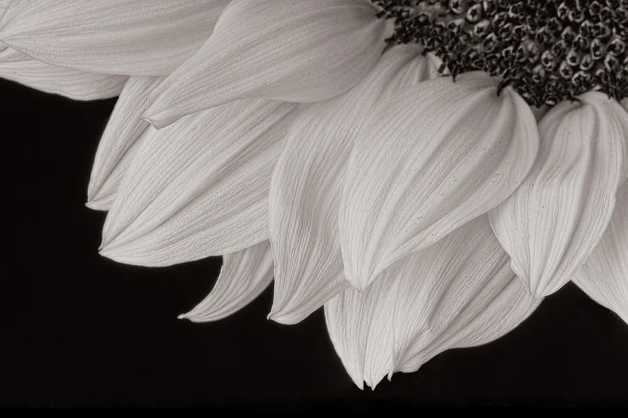 Cathy Pemberton. Sunflower, 2011. inkjet print, 14 x 21 in. Edition 4:50. Framed.