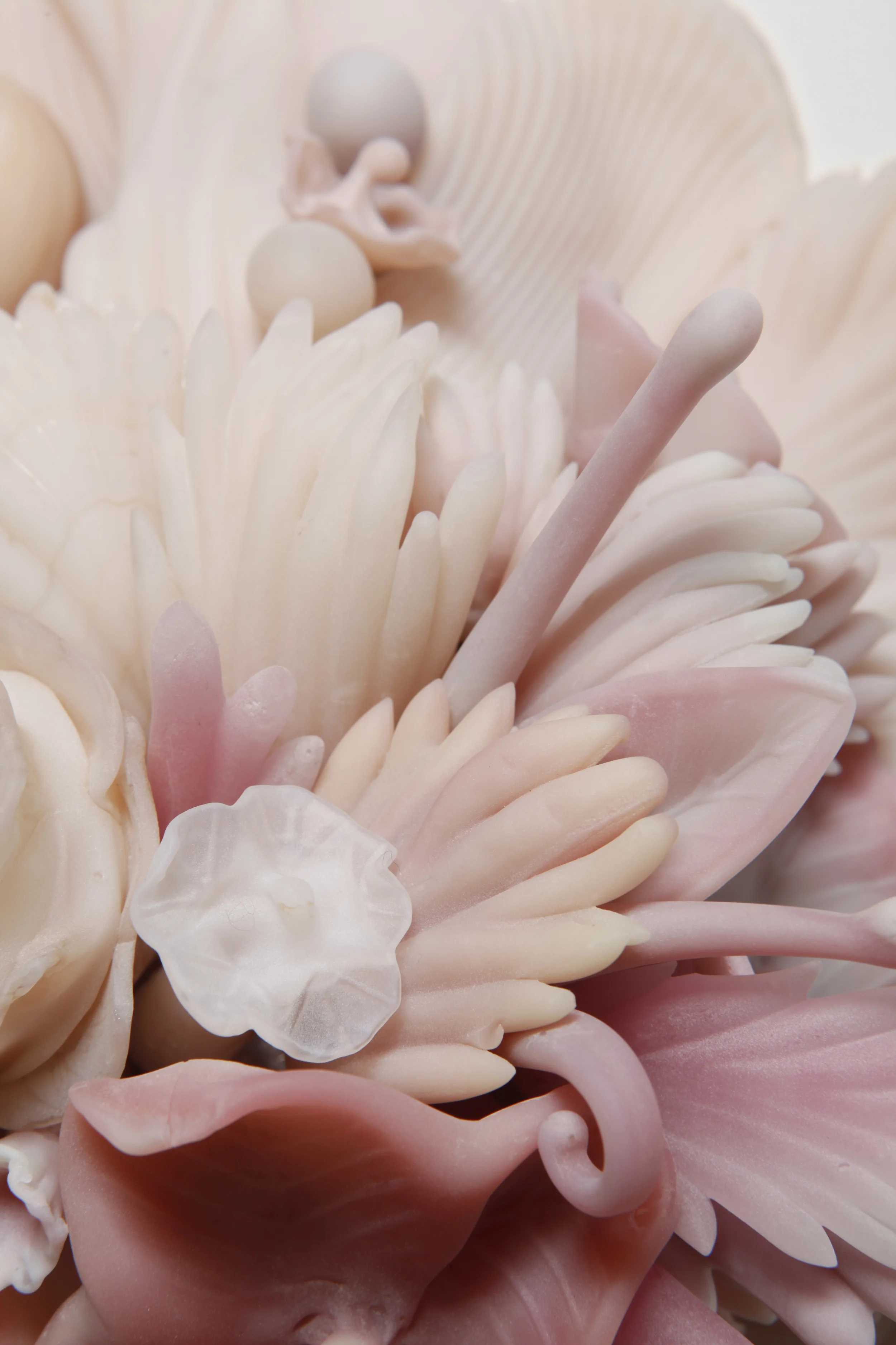 peach lo res_MG_6686.jpg