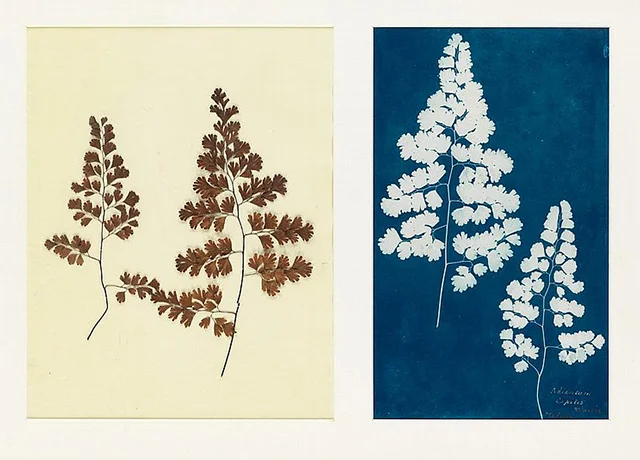 (Circle of Anna Atkins) , "Adiantum Capillis-Veneris, Medeira" from the "Hatton Fern Album," c. 1850, cyanotype, Swann Auction Galleries (October 25, 2016)