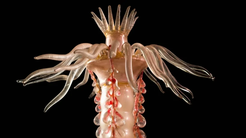 "Sea Creatures in Glass" by Leopold (Germany, 1822-1895) and Rudolf Blashka (Germany, 1857-1939), lamp work glass , Harvard Museum of Natural History, photo courtesy of the museum.