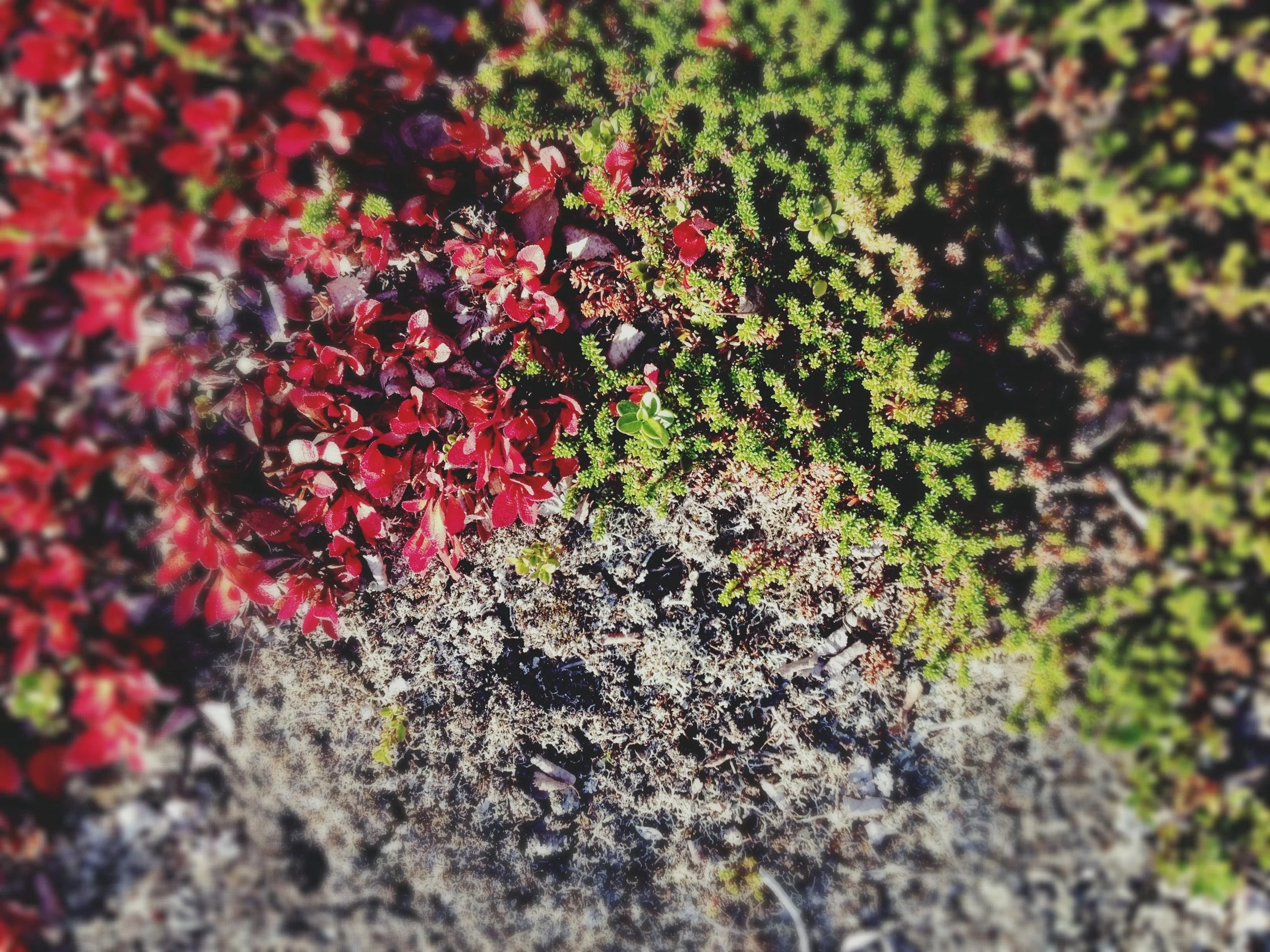 Iphonekuvat_Sanna Krook015.JPG