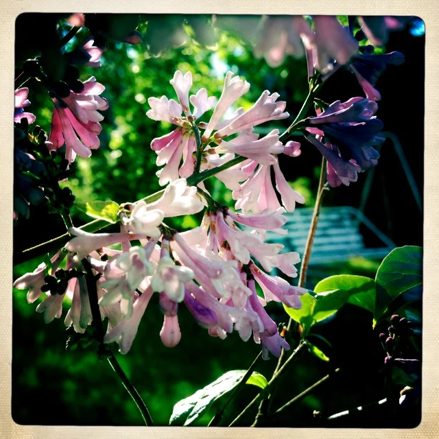 Iphonekuvat_Sanna Krook042.JPG