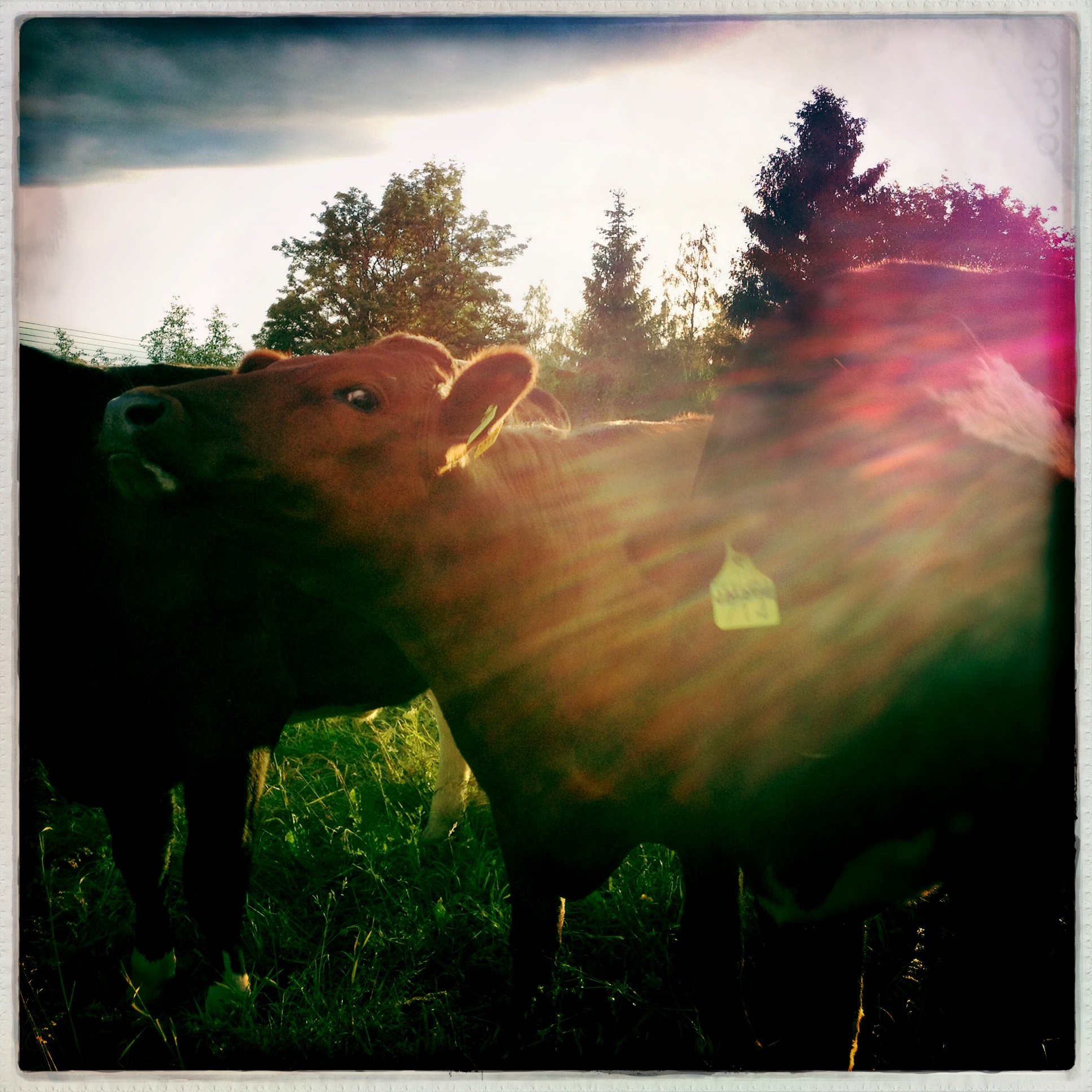 Iphonekuvat_Sanna Krook103.JPG