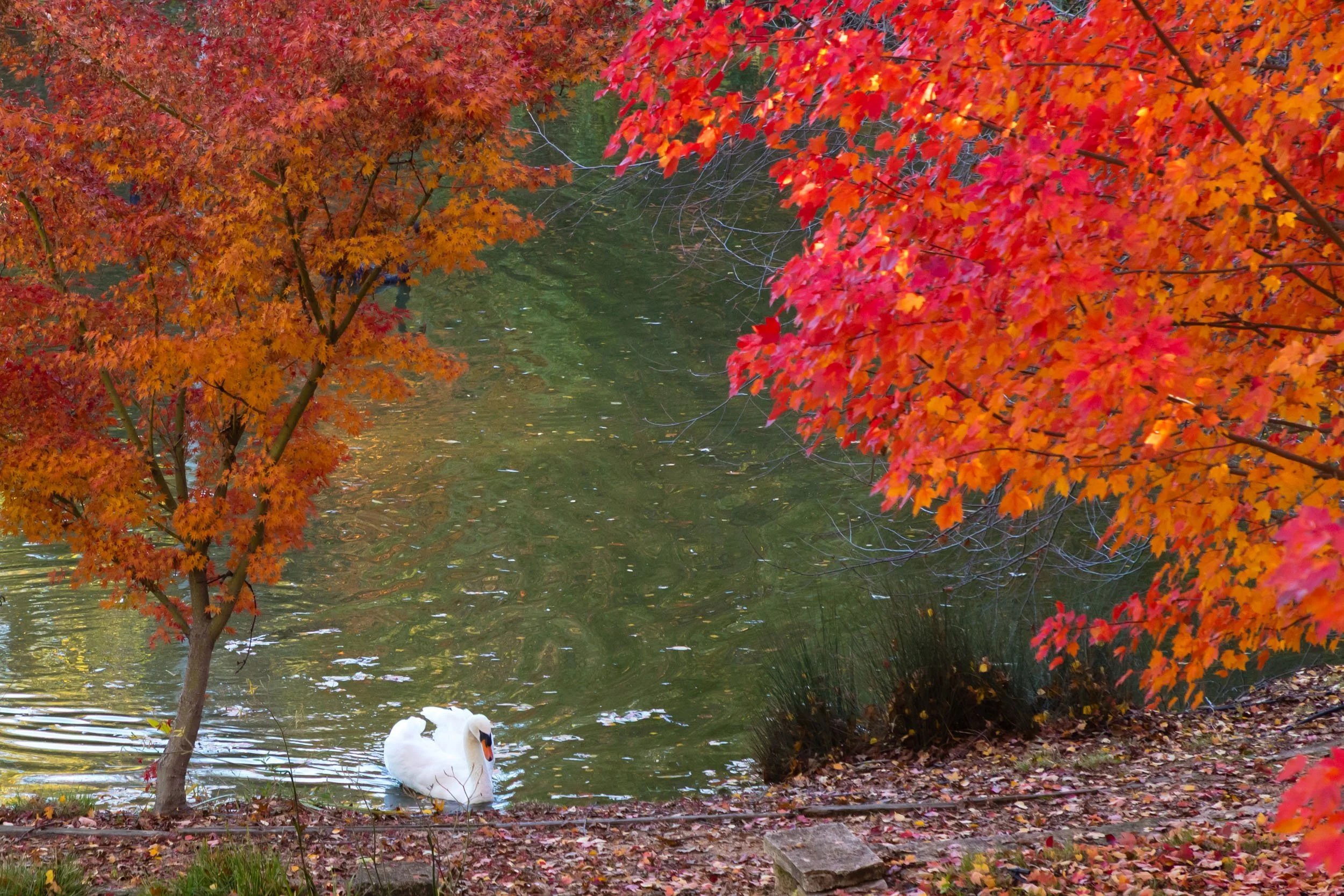 18730 Canyon grounds 30 20241127 small.jpg