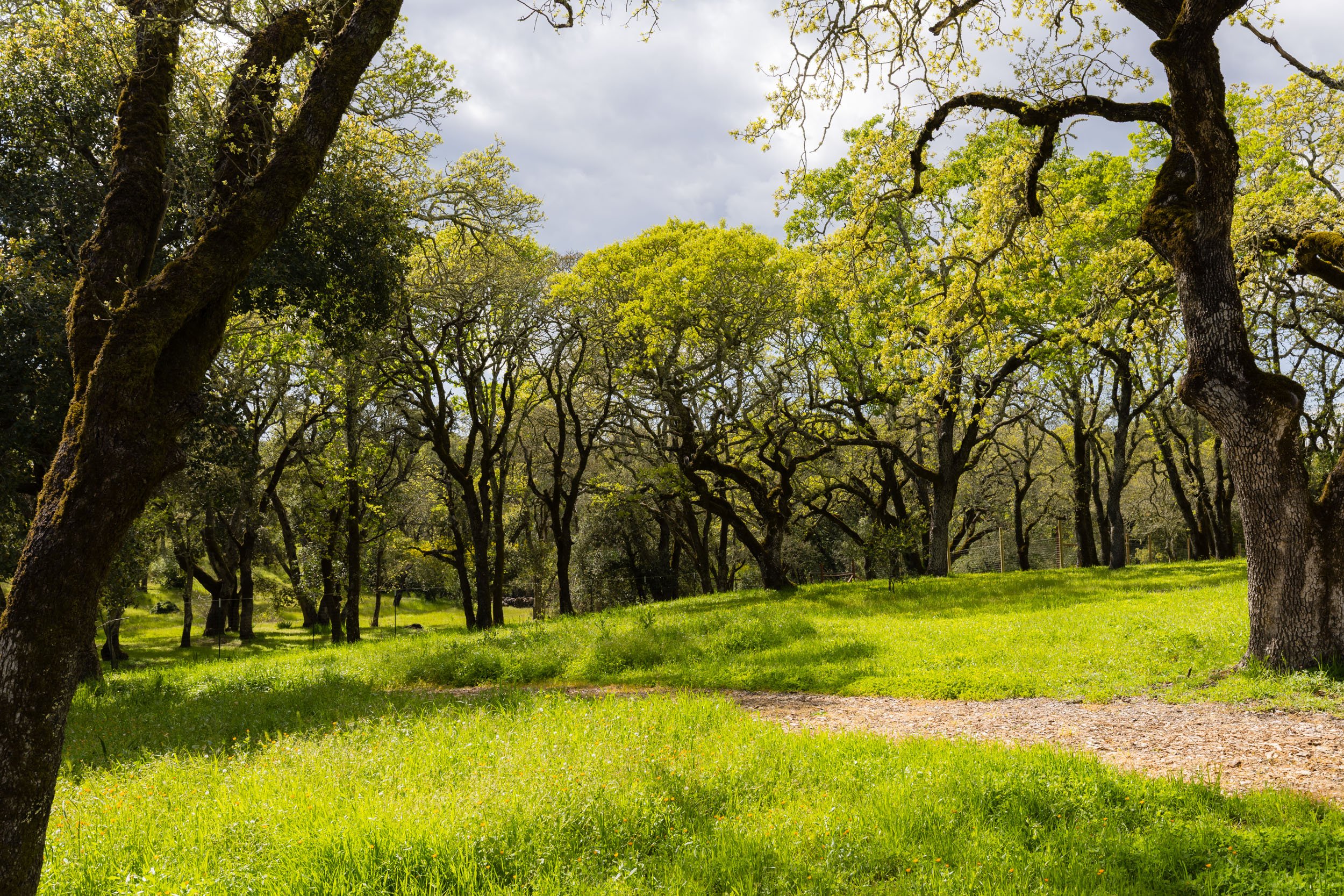 3525 Wood Valley Rd 74 20250403 small.jpg