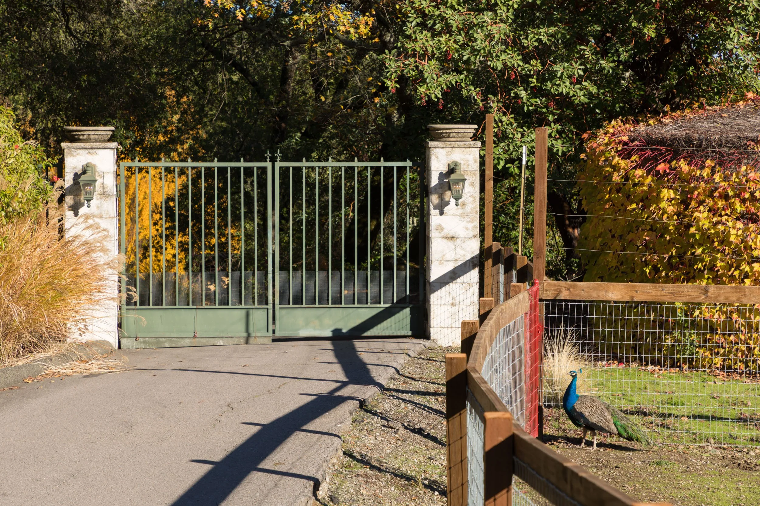 18730 Canyon grounds 29 20241127 small.jpg