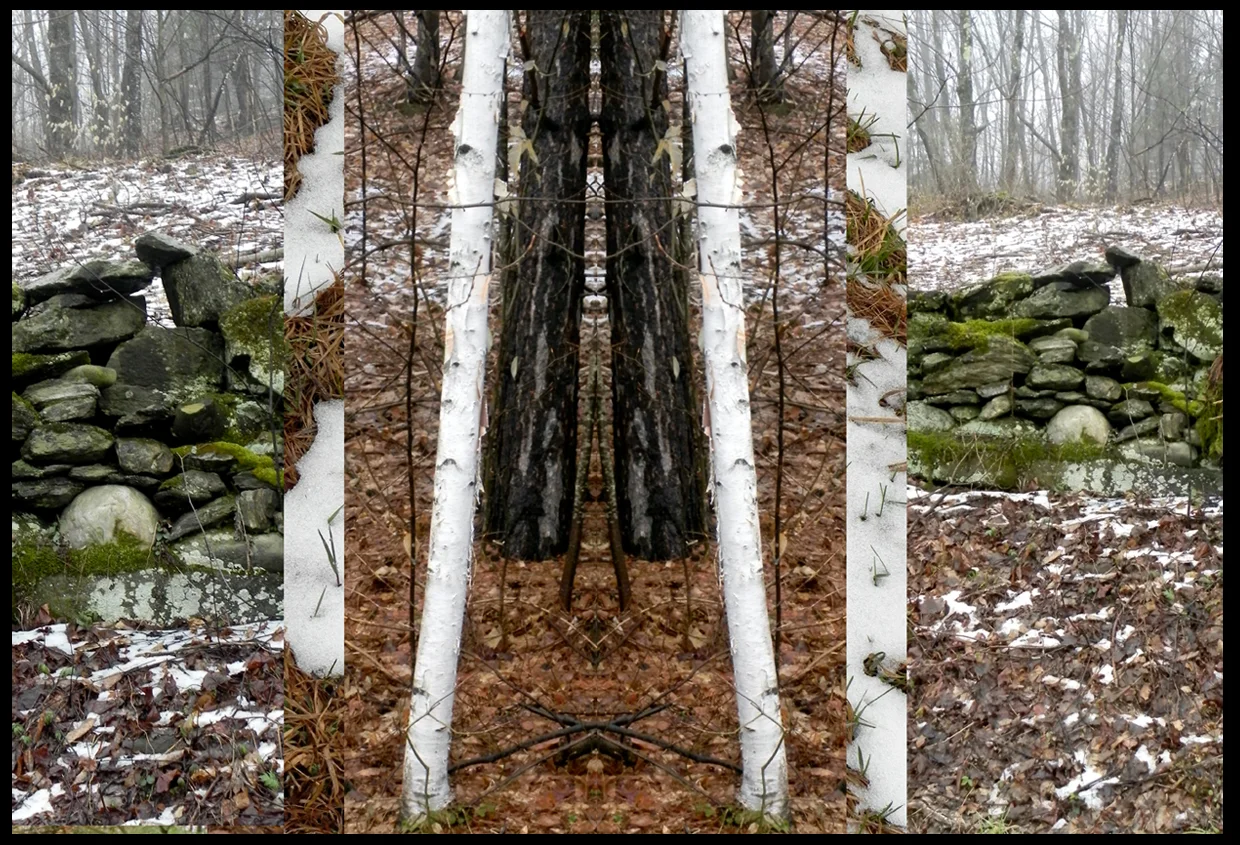 x mirror birches 300 copy.jpg