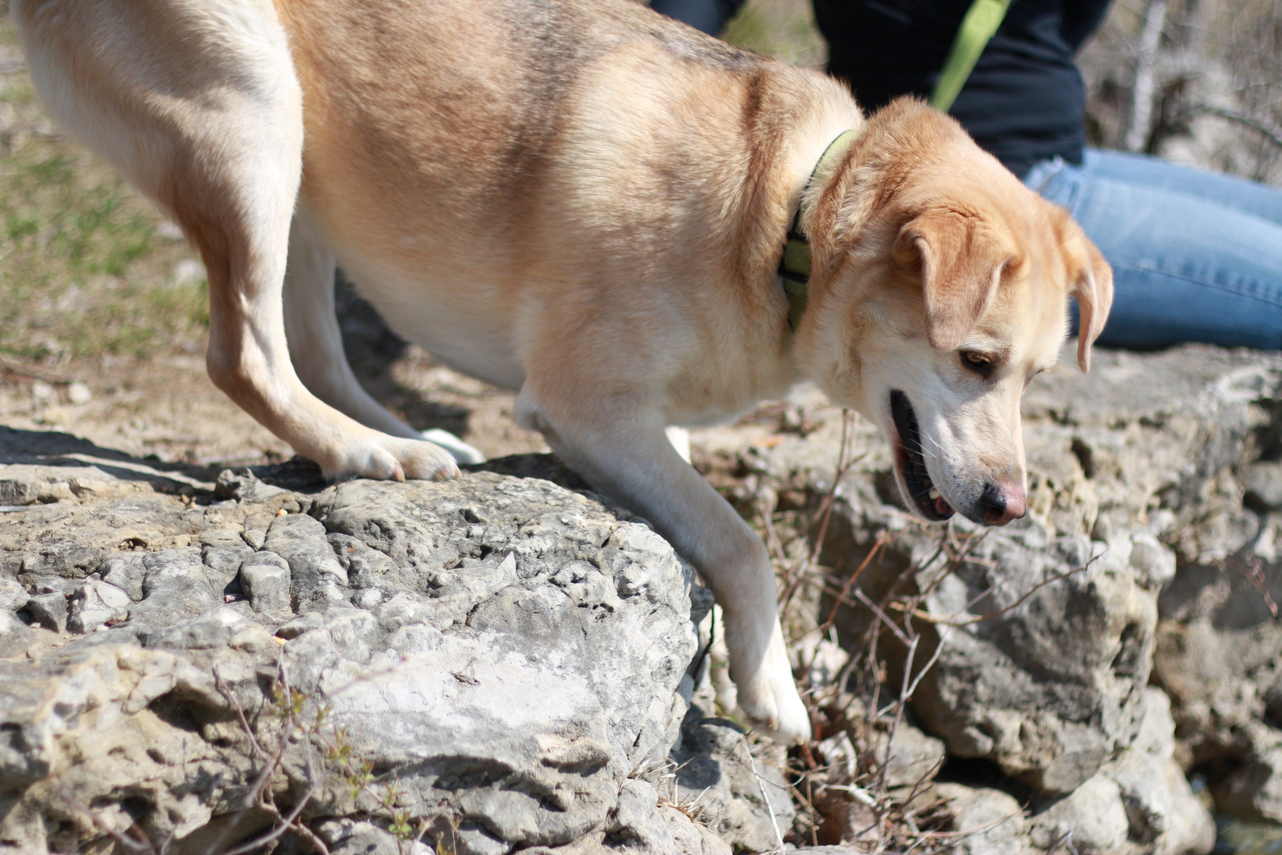  Scout trying to catch something in the water 