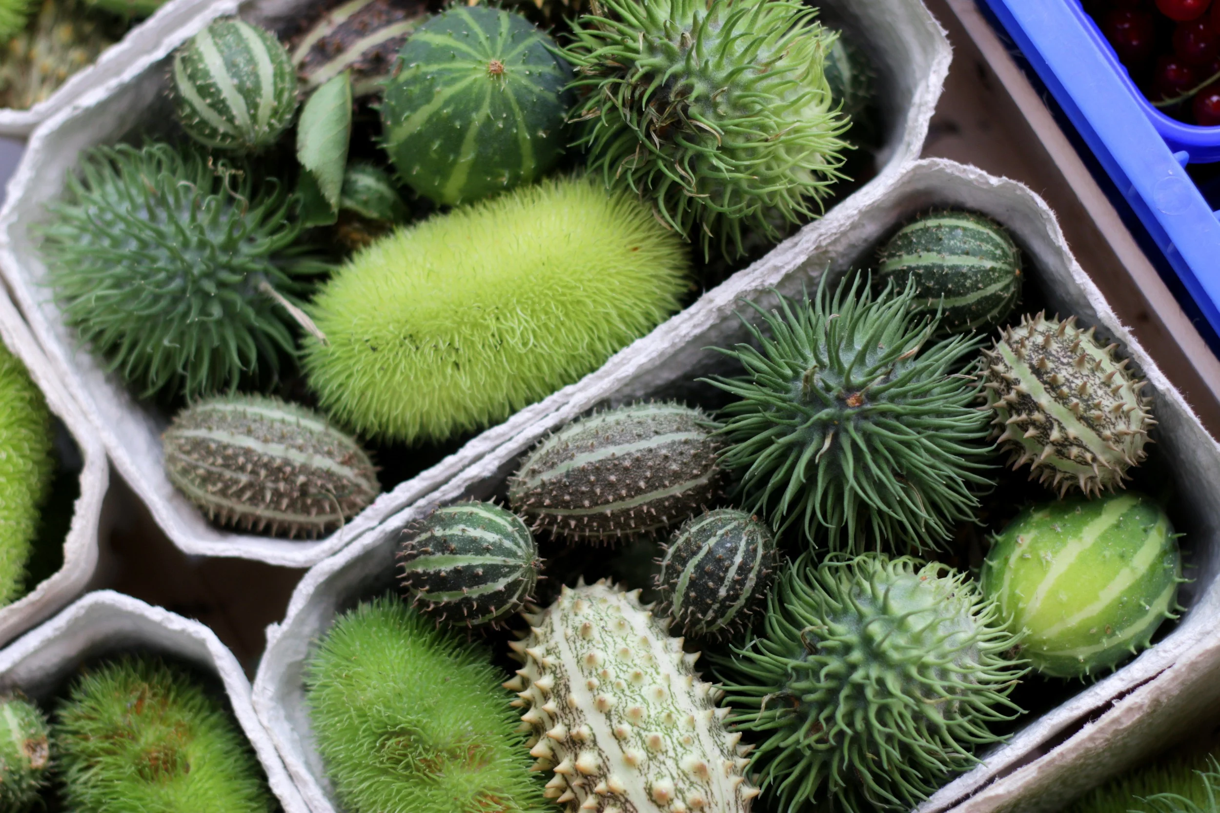 Strange fruit, or maybe a vegetable at the farmers market