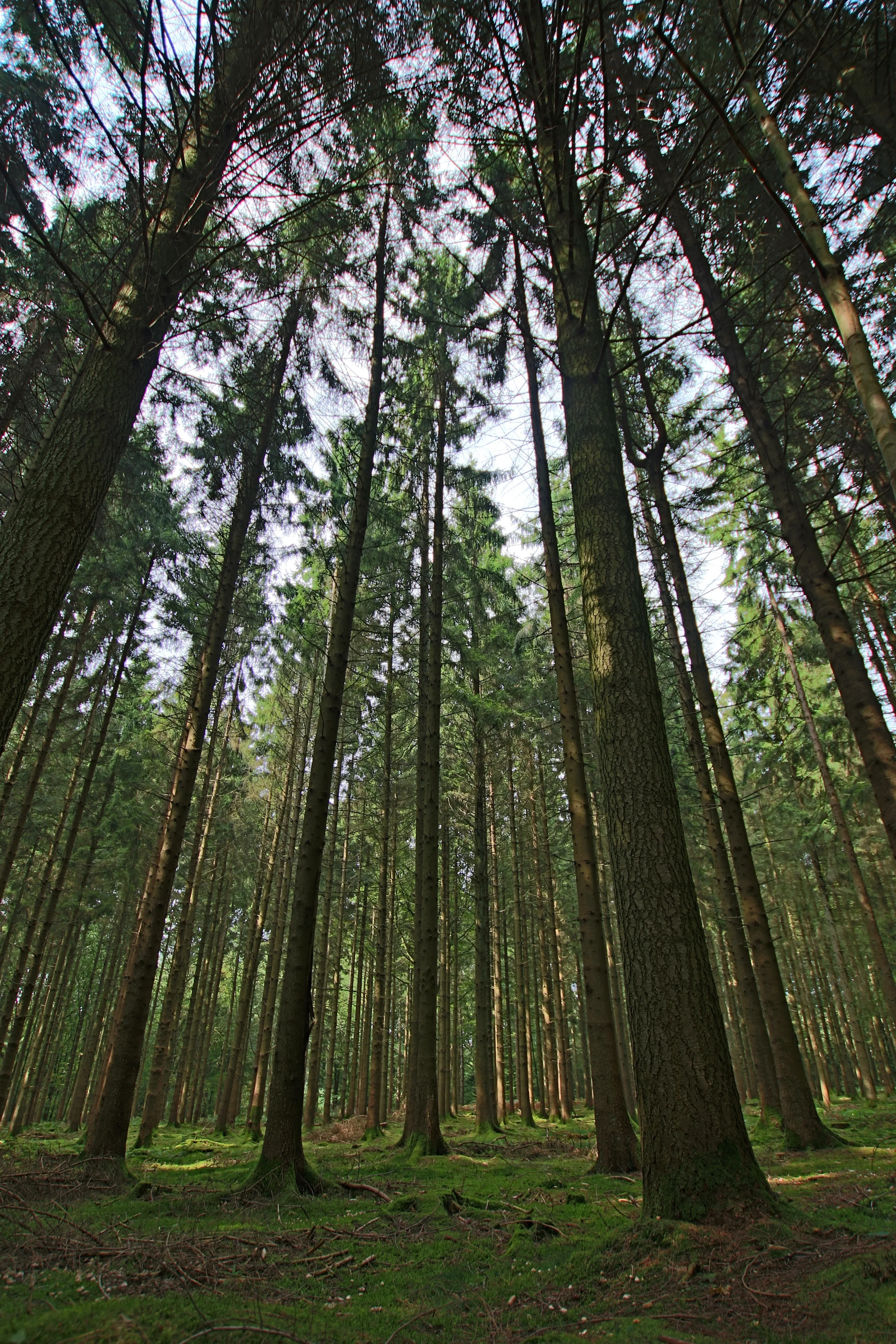 What a beautiful forest to brew beer in
