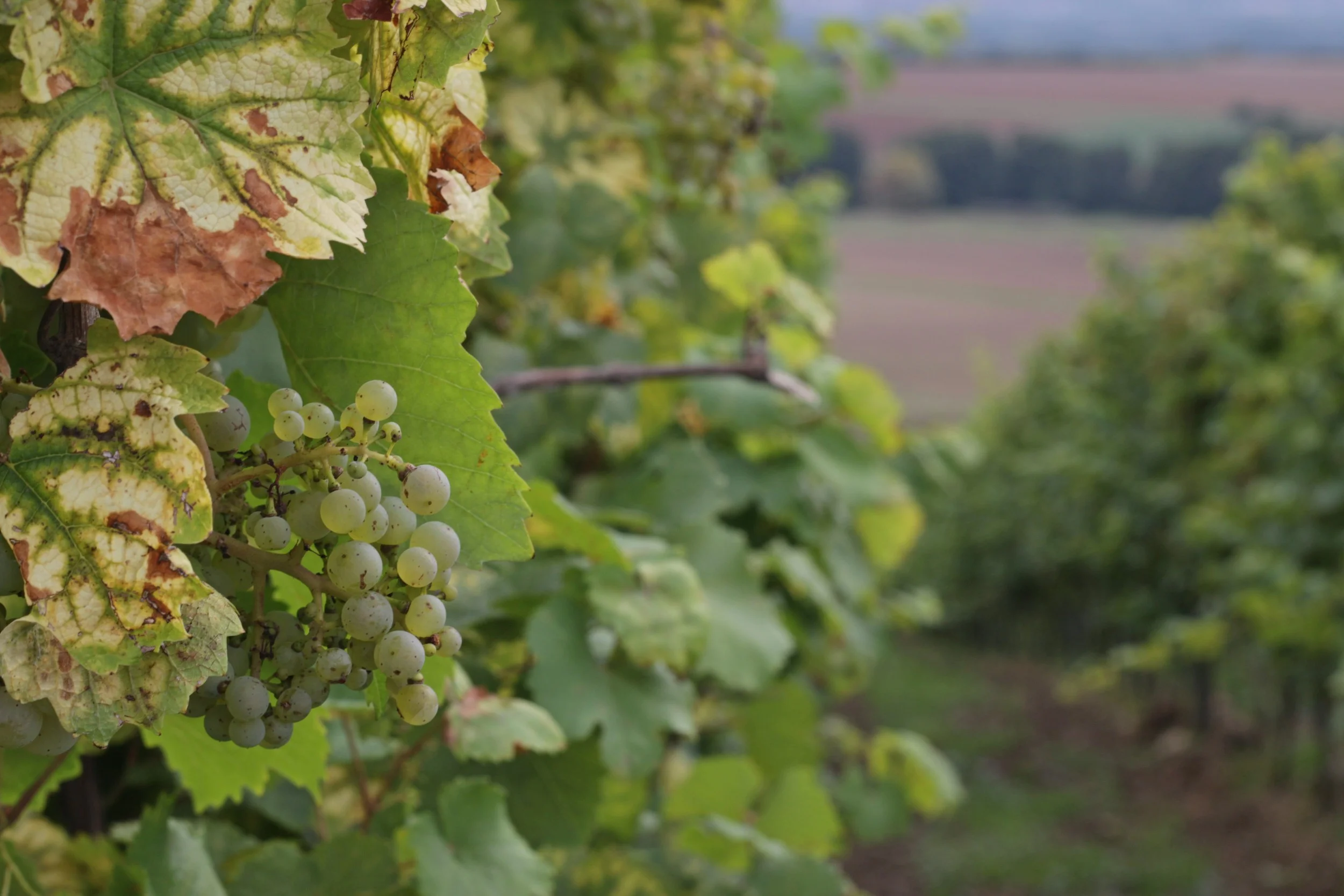 Wine and Monasteries