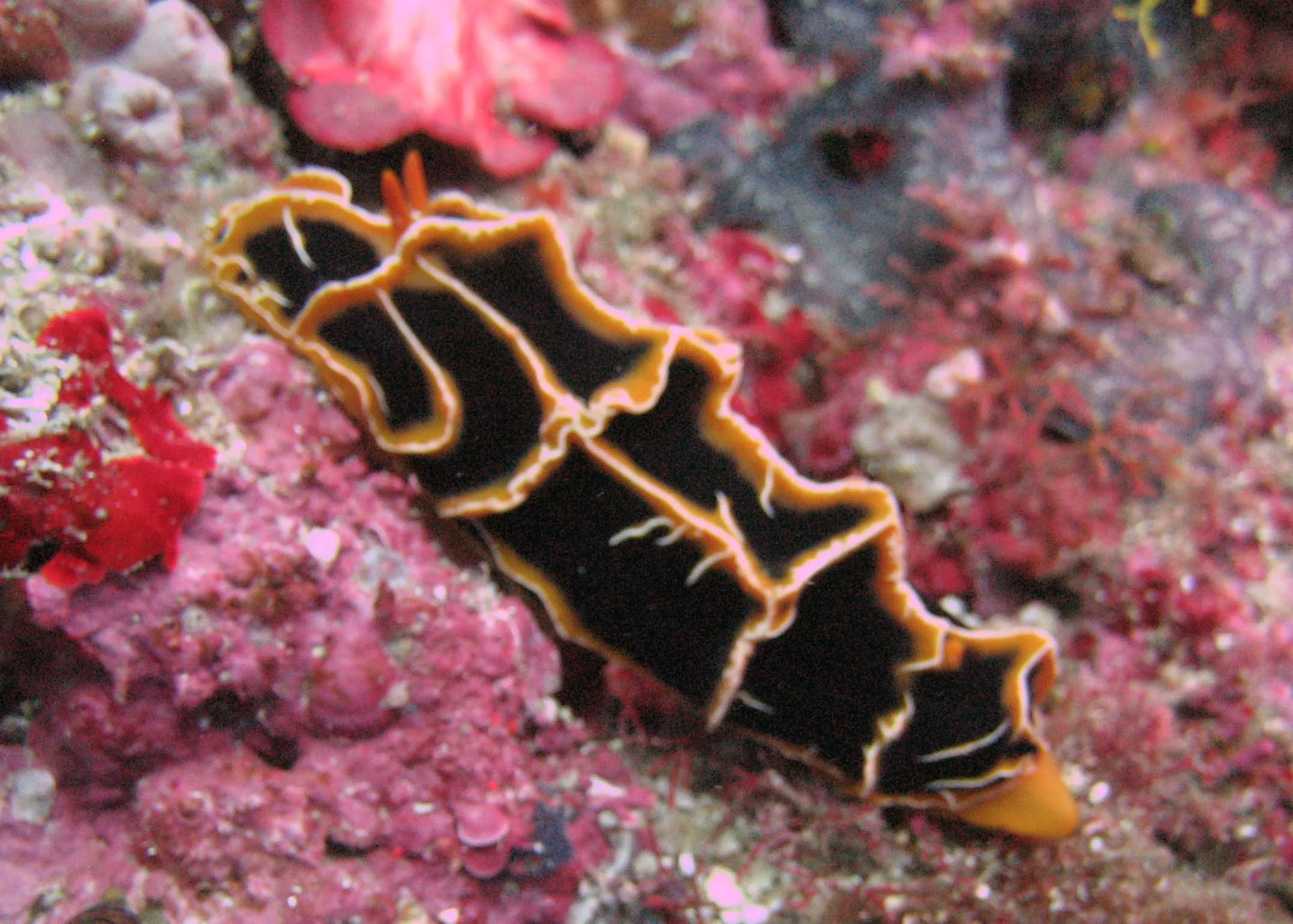 One of the many Nudibranches that we saw