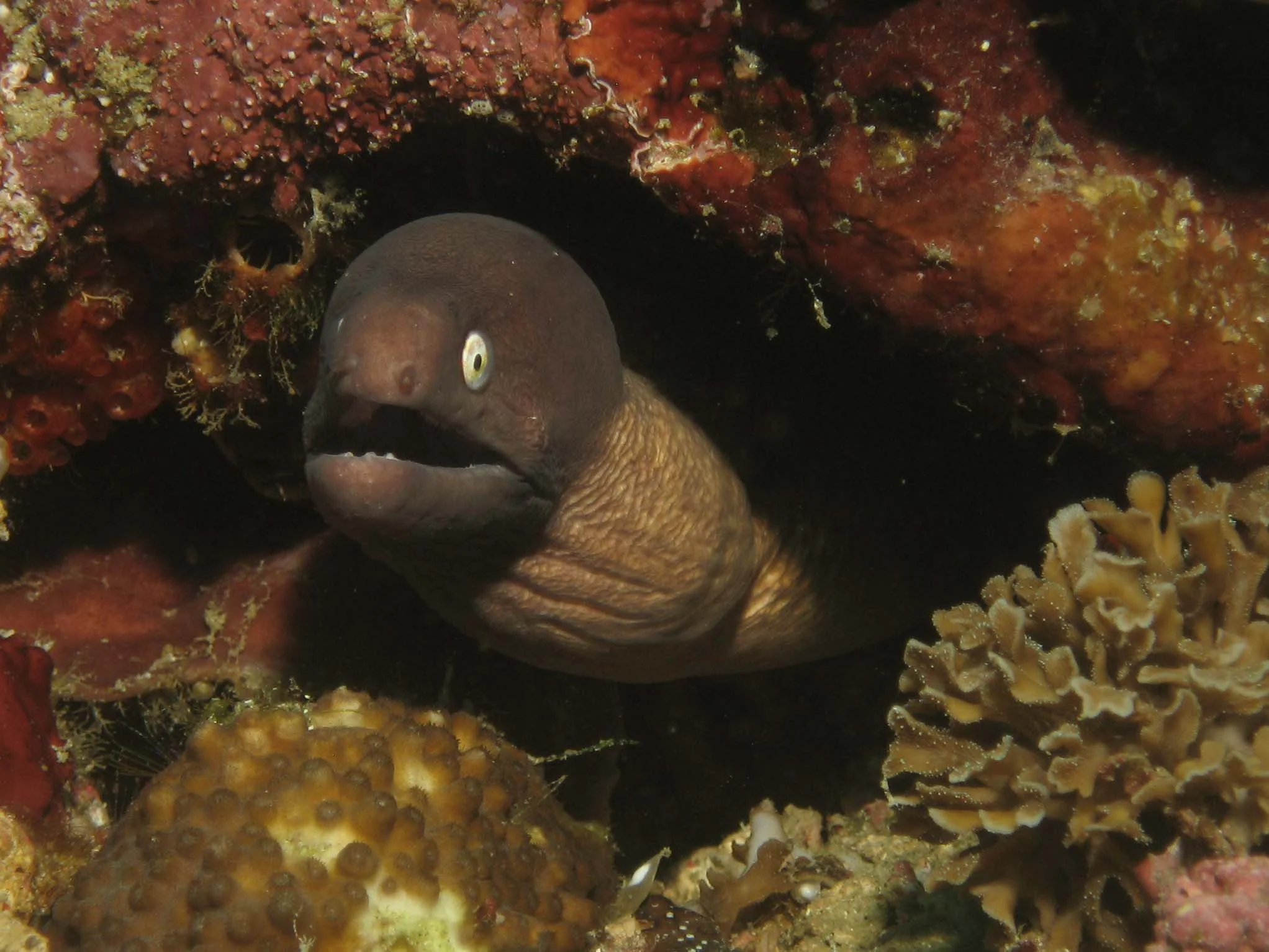 A White Eyed Moray Eel. He can stay in his hole :)