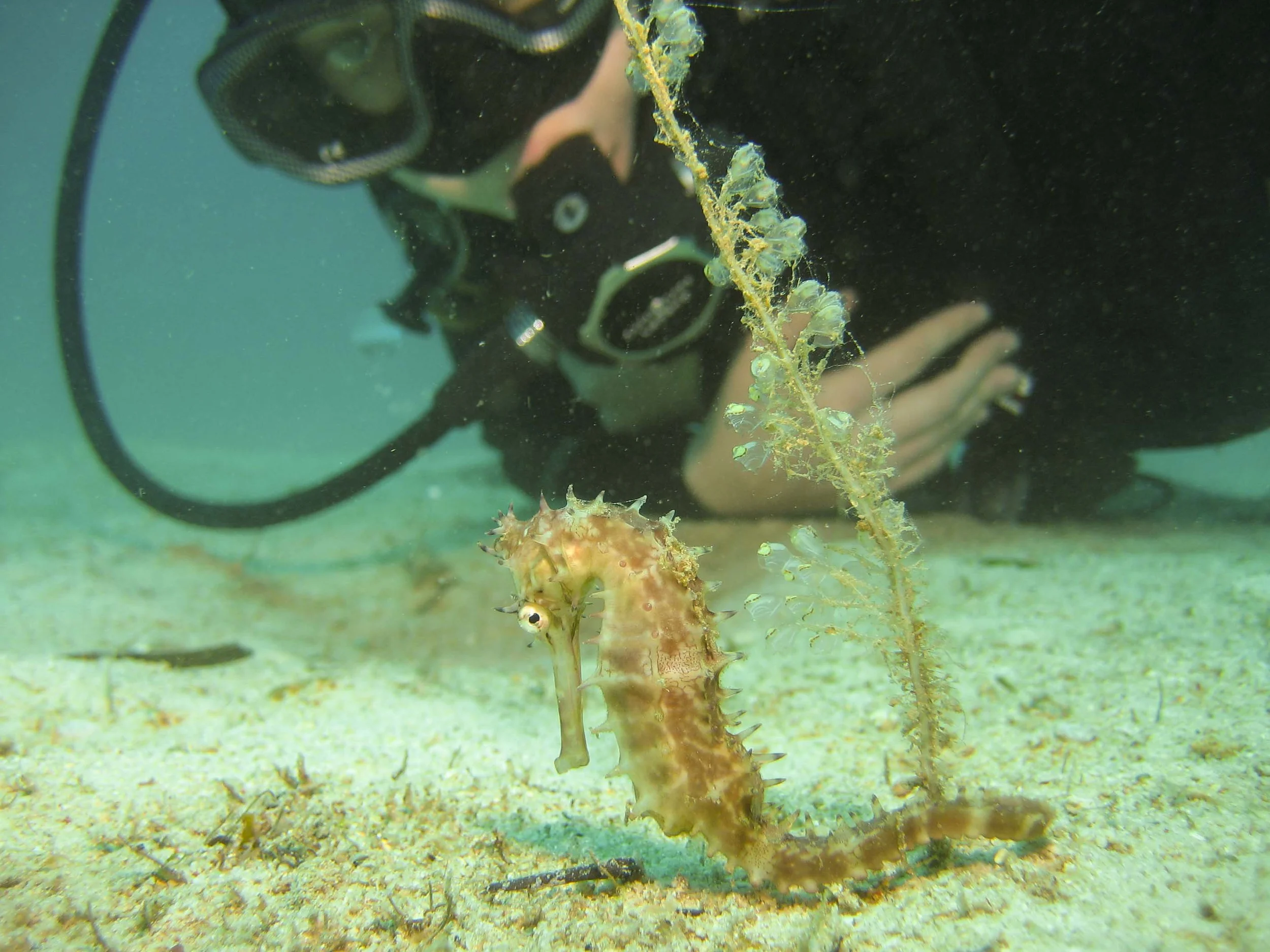 Muck Diving in the Philippines