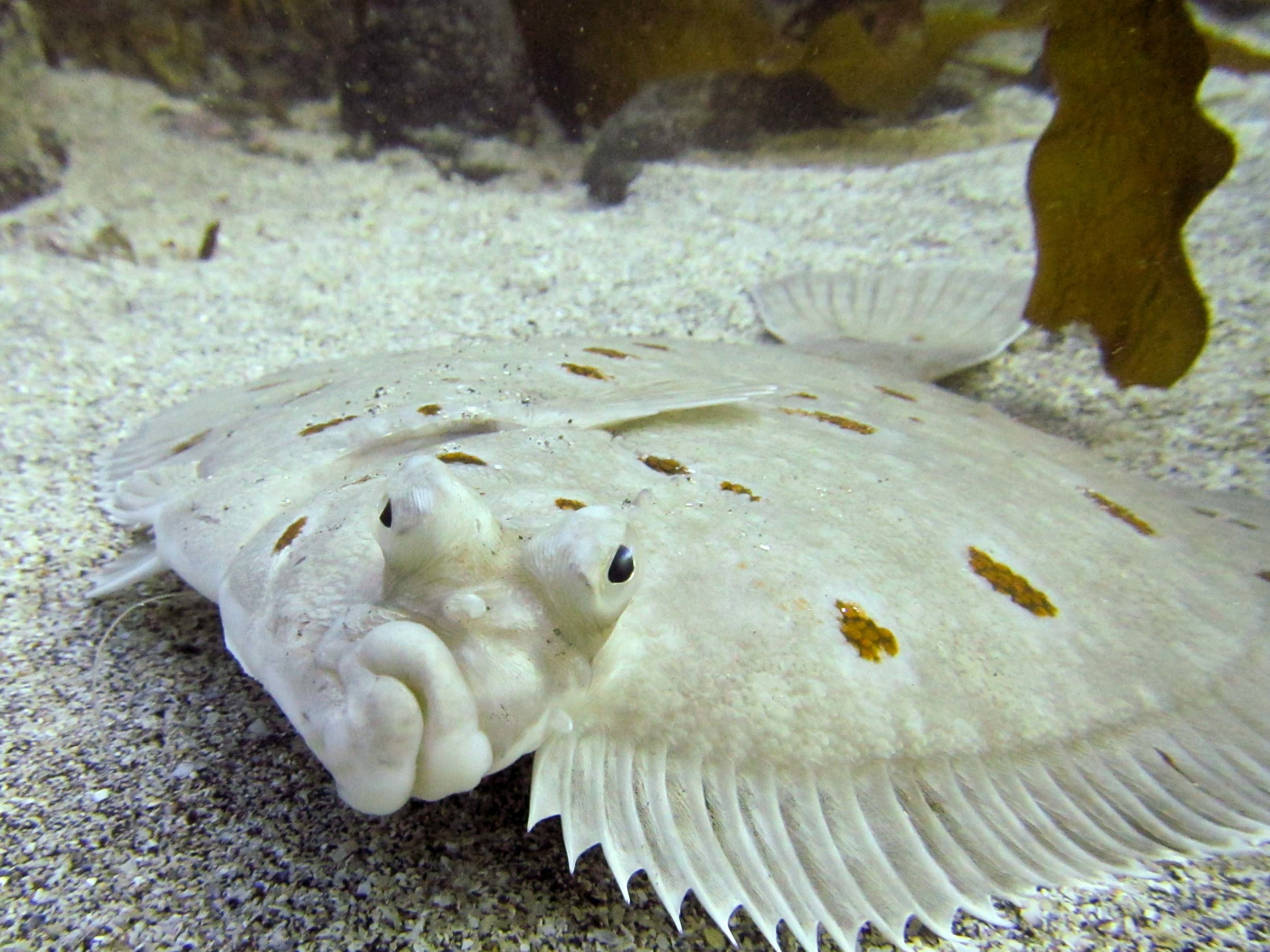 One of the many flat fish we saw during our dive