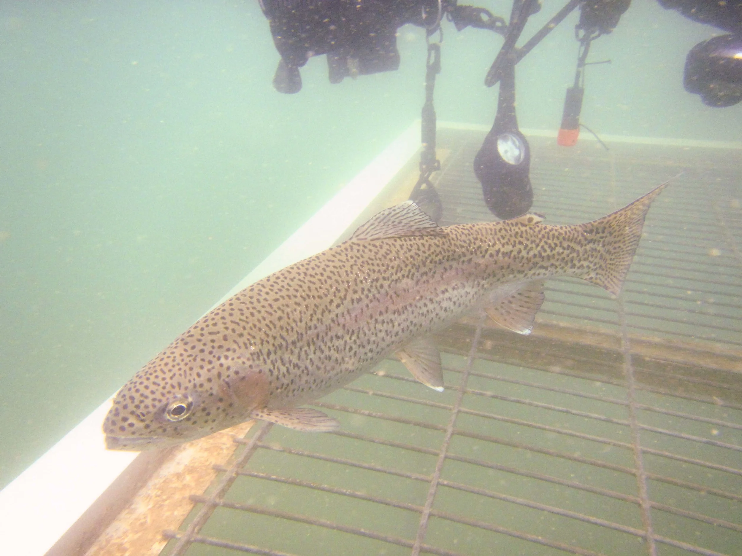 One of the many, many, many fish we were able to feed.