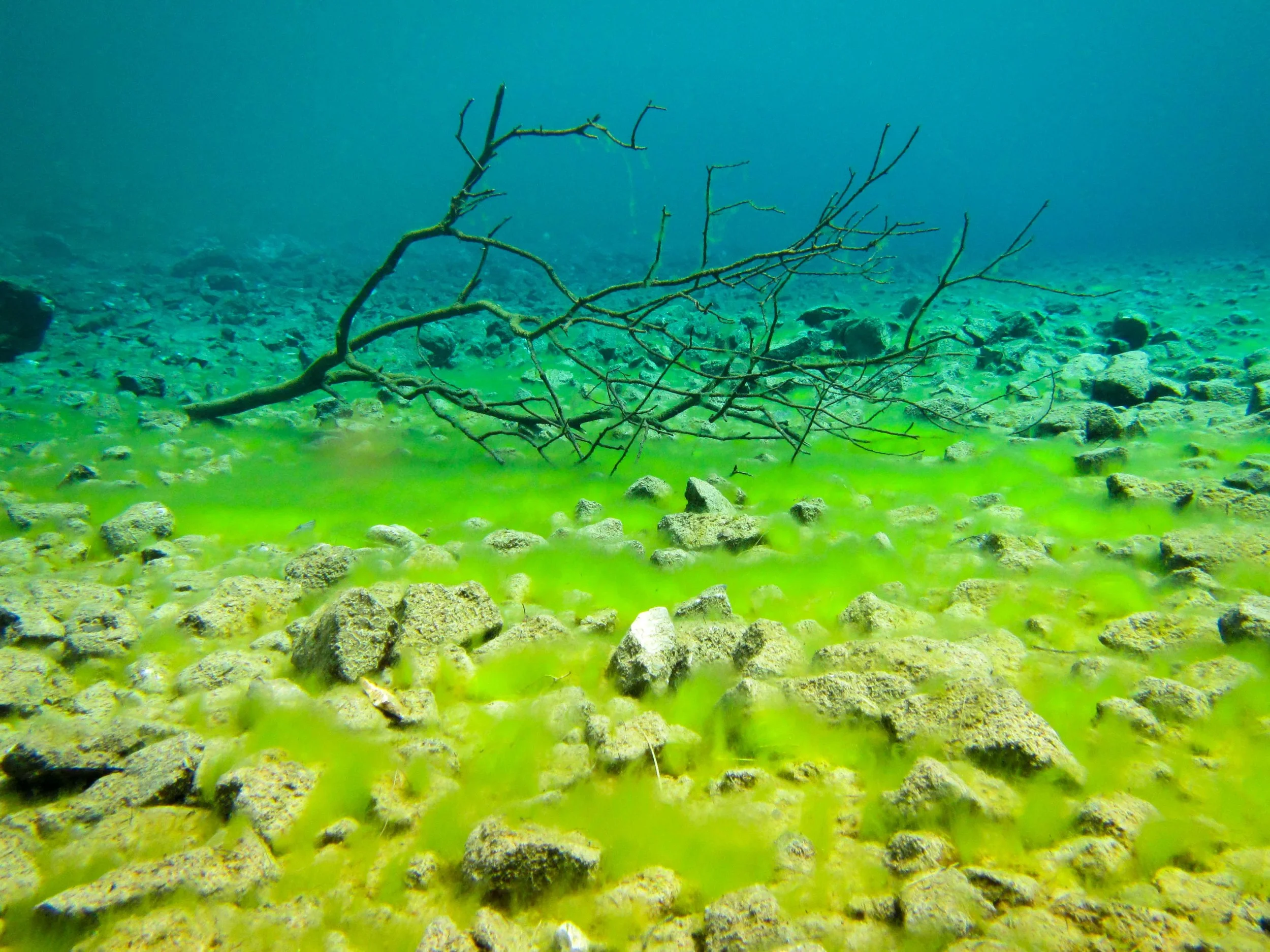 The electric green algea on the lake bottom