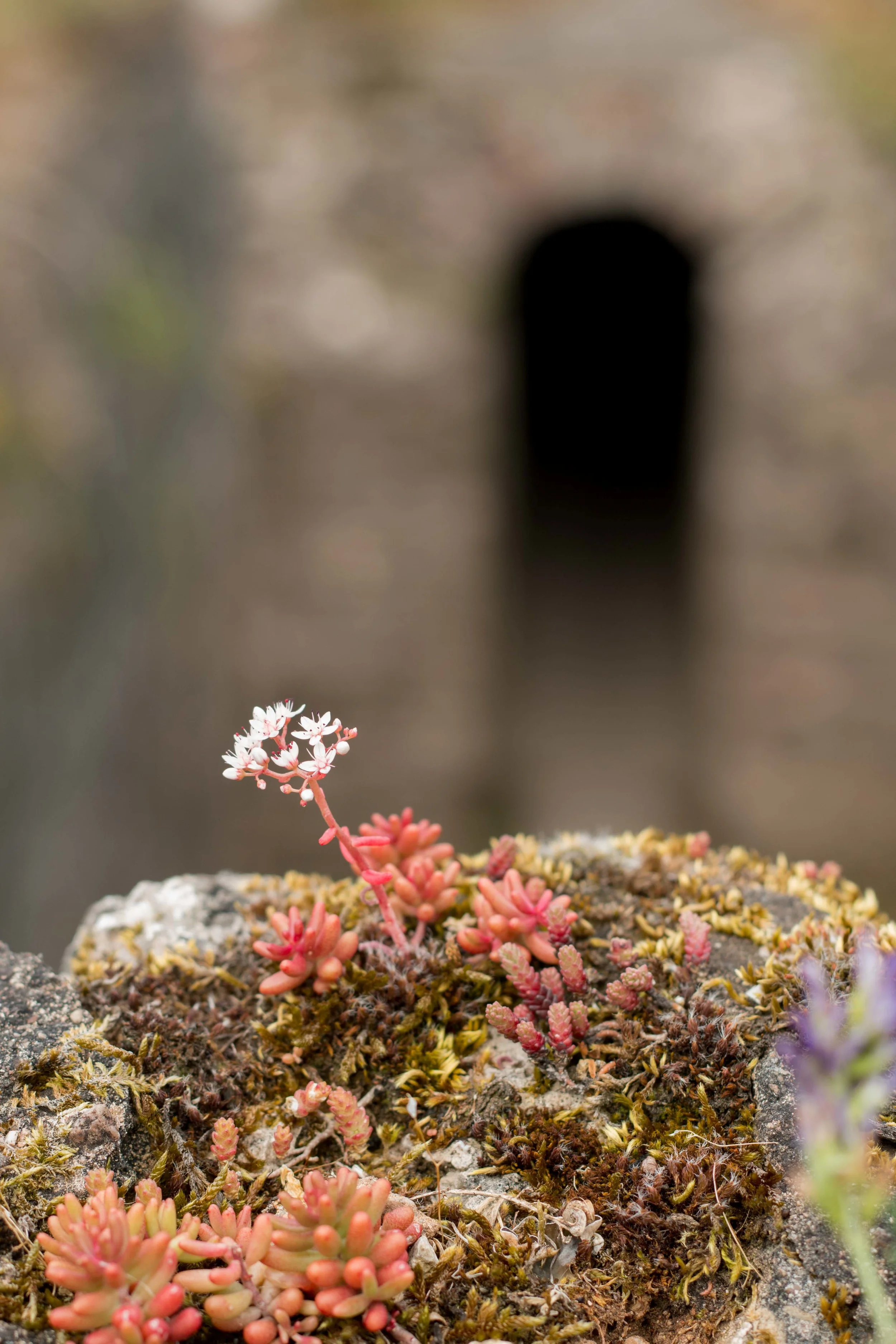 Moss and Lichens are reclaiming what was once theirs