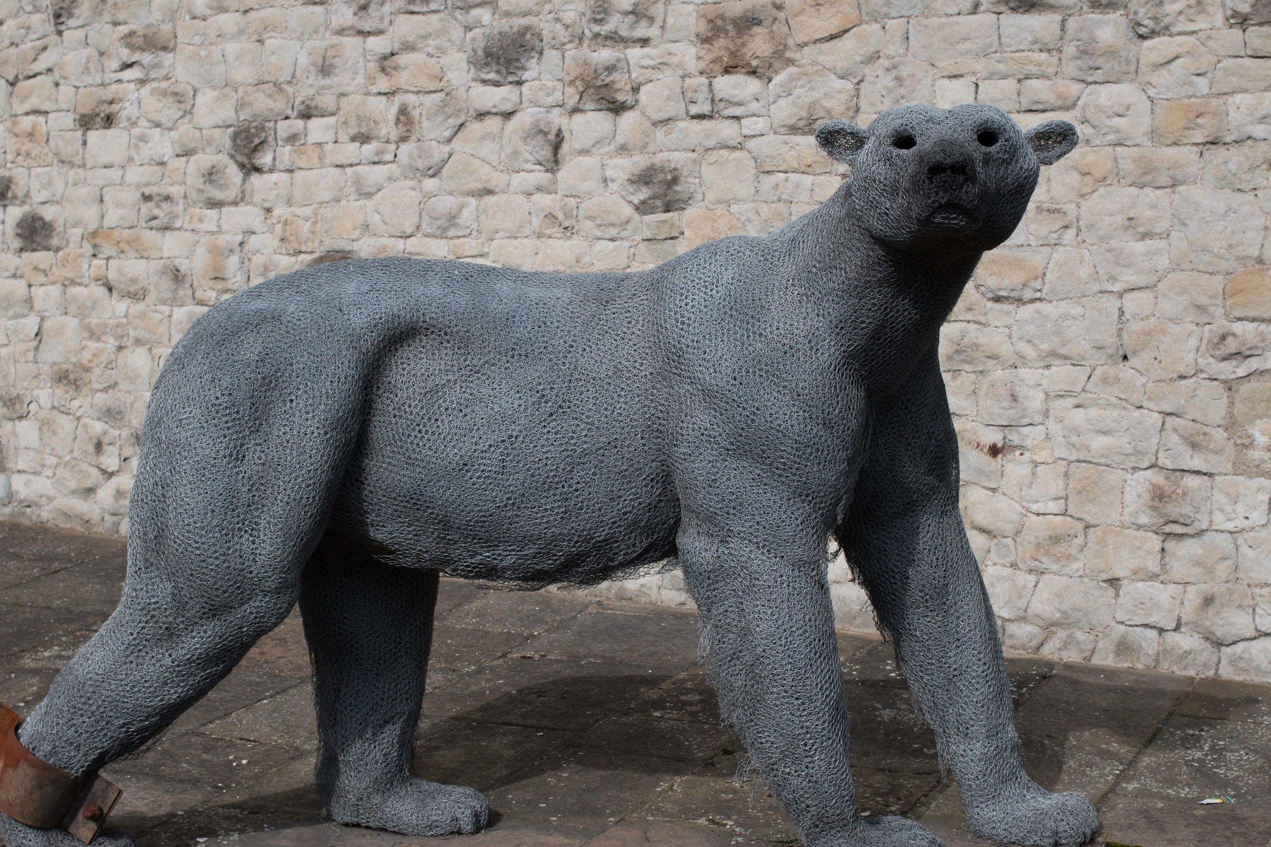 Polar bear swam in the (now empty) moat