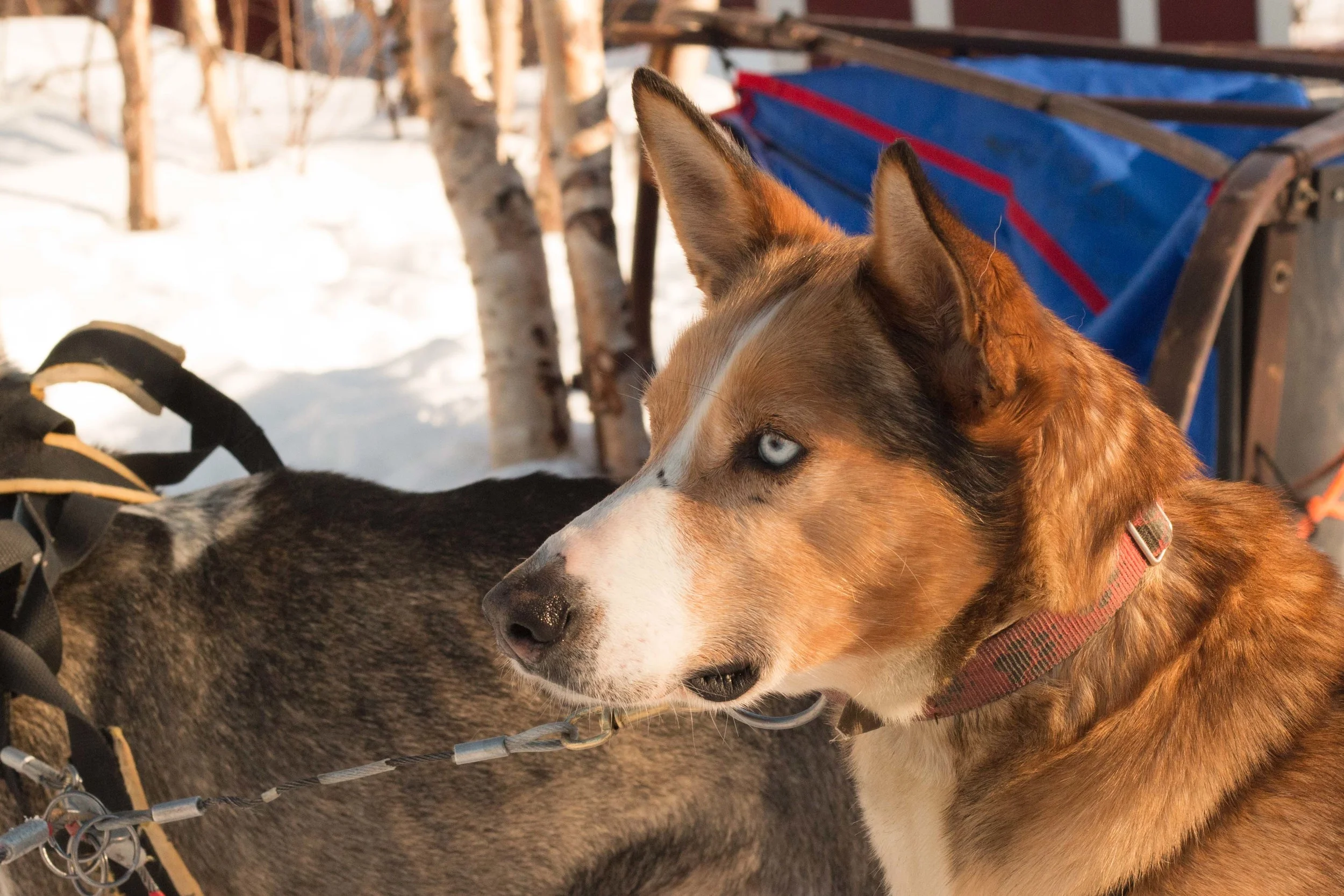 Dog sledding