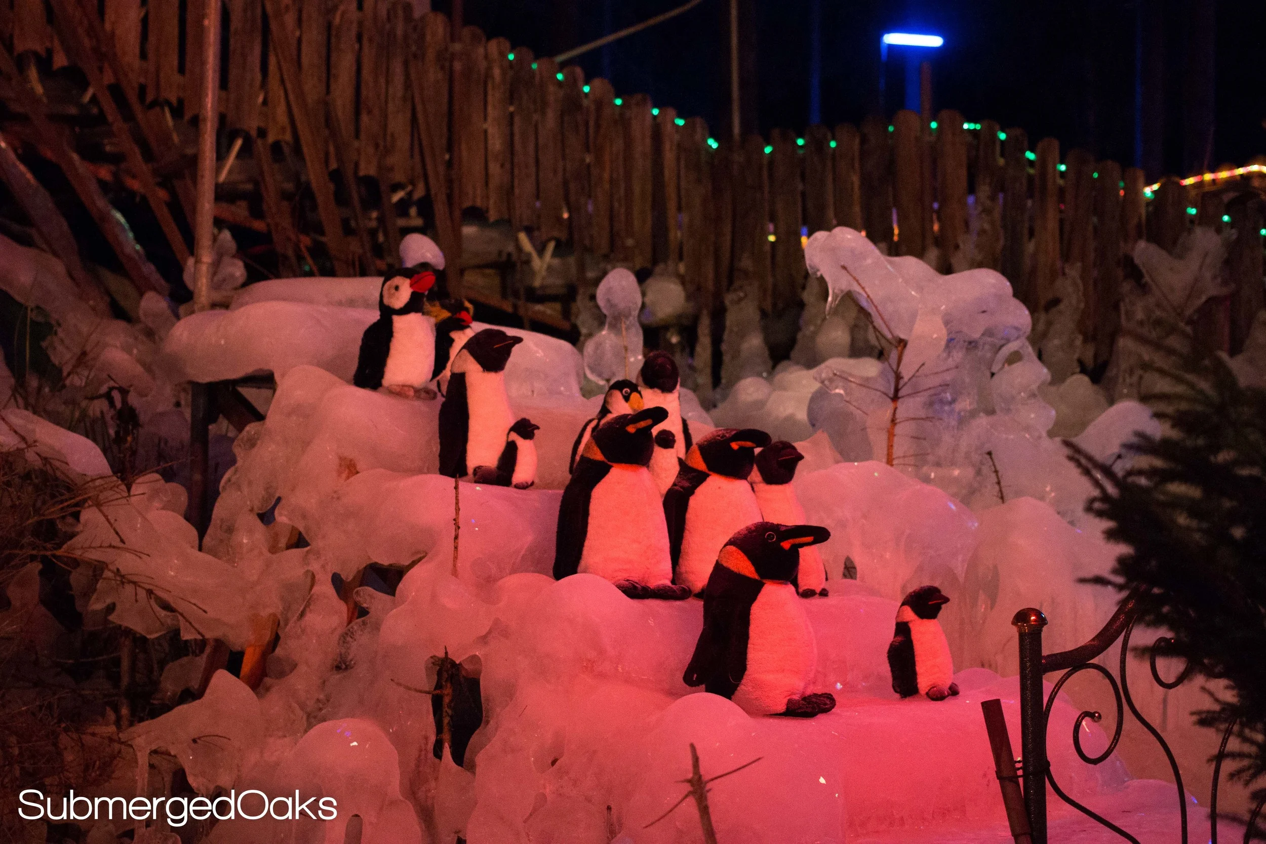 Penguins on ice steps